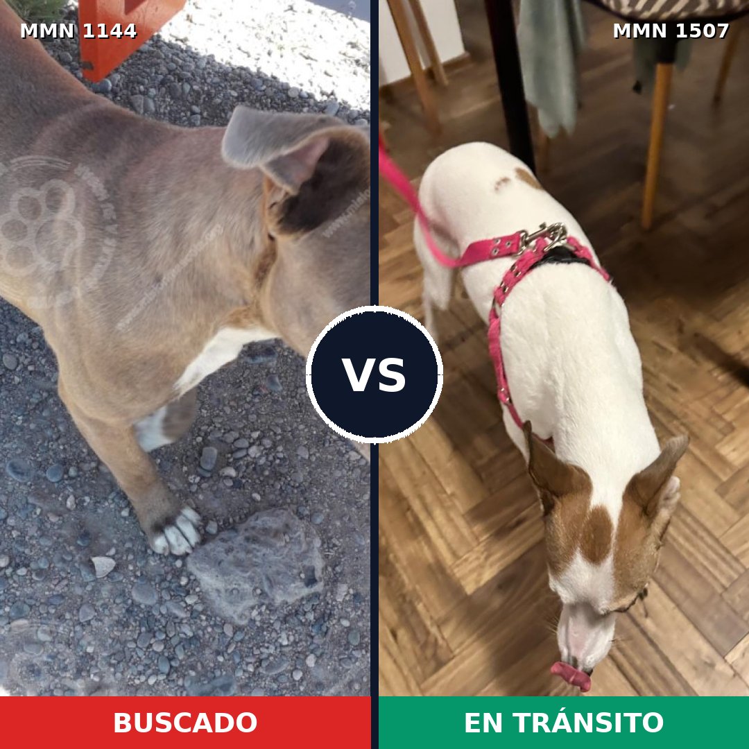 Comparativa MMS 27341: mascota perdida y mascota encontrada, 38% de similitud