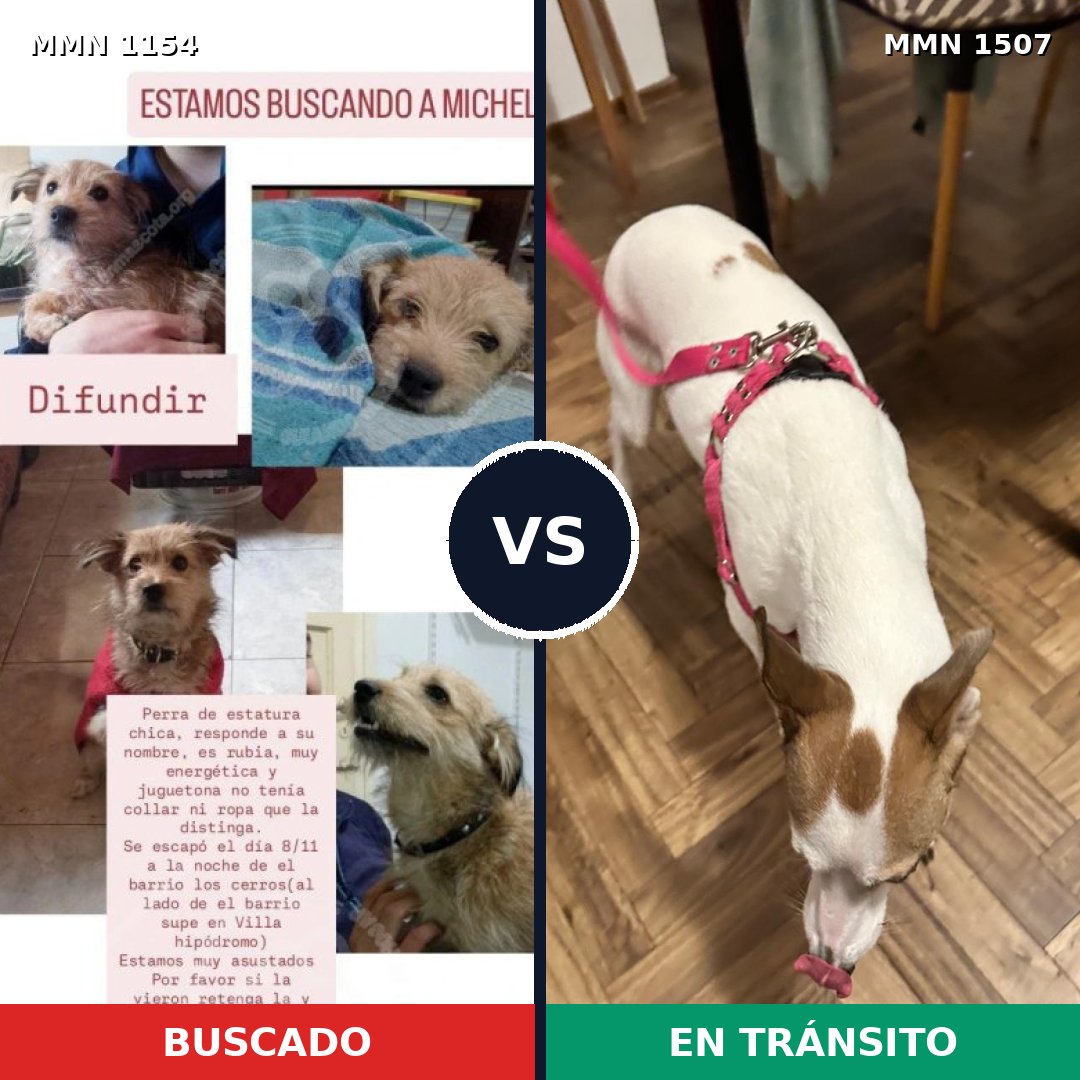 Comparativa MMS 27343: mascota perdida y mascota encontrada, 30% de similitud