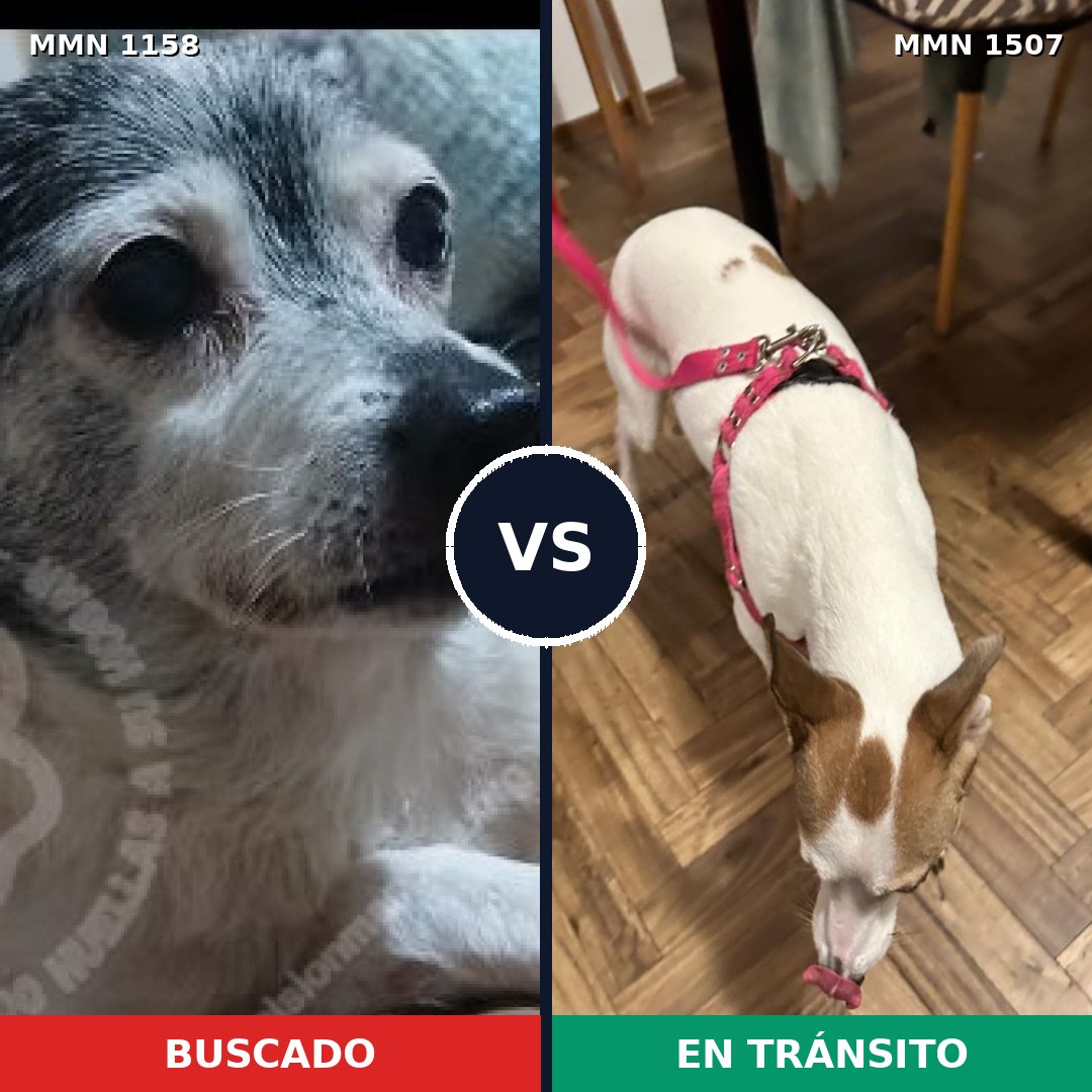 Comparativa MMS 27344: mascota perdida y mascota encontrada, 37% de similitud