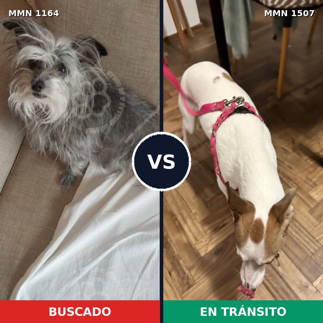 Comparativa MMS 27346: mascota perdida y mascota encontrada, 45% de similitud