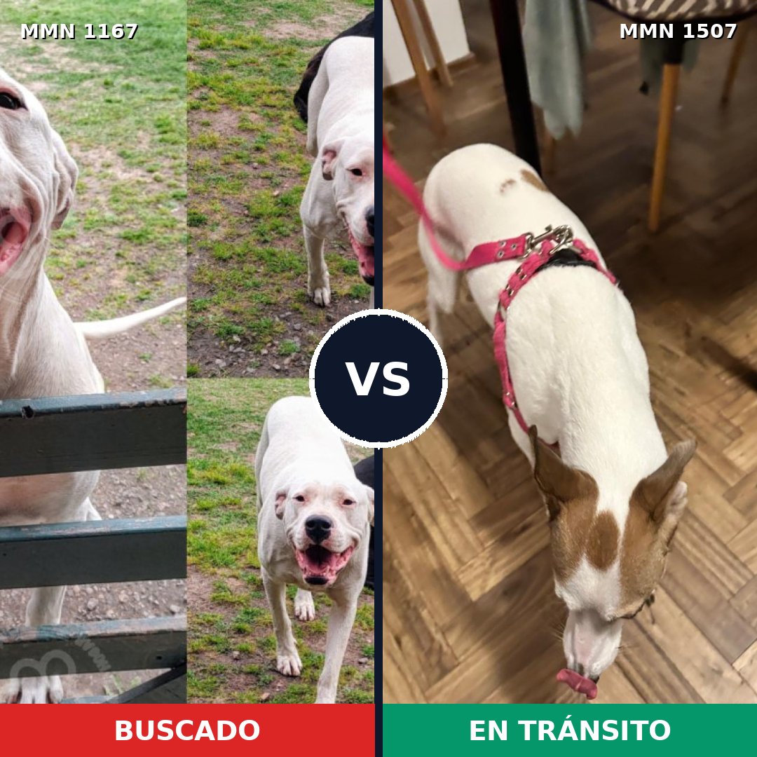 Comparativa MMS 27347: mascota perdida y mascota encontrada, 41% de similitud