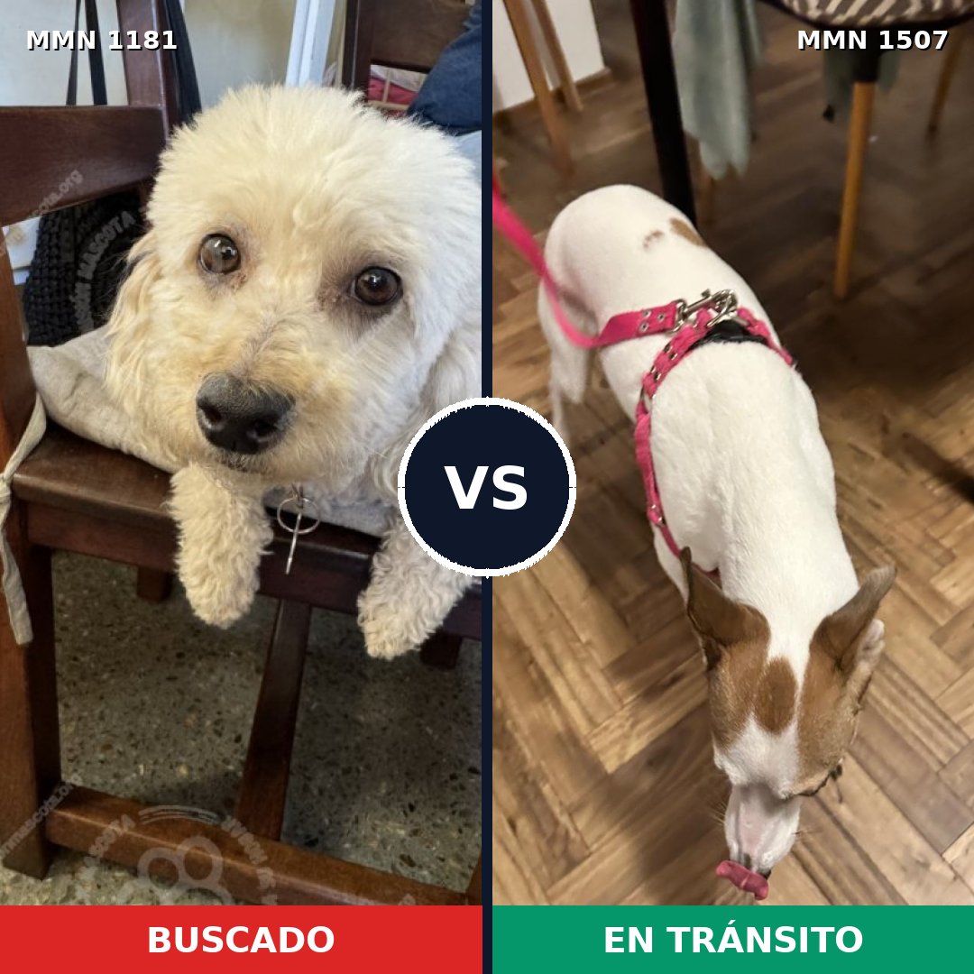 Comparativa MMS 27349: mascota perdida y mascota encontrada, 47% de similitud