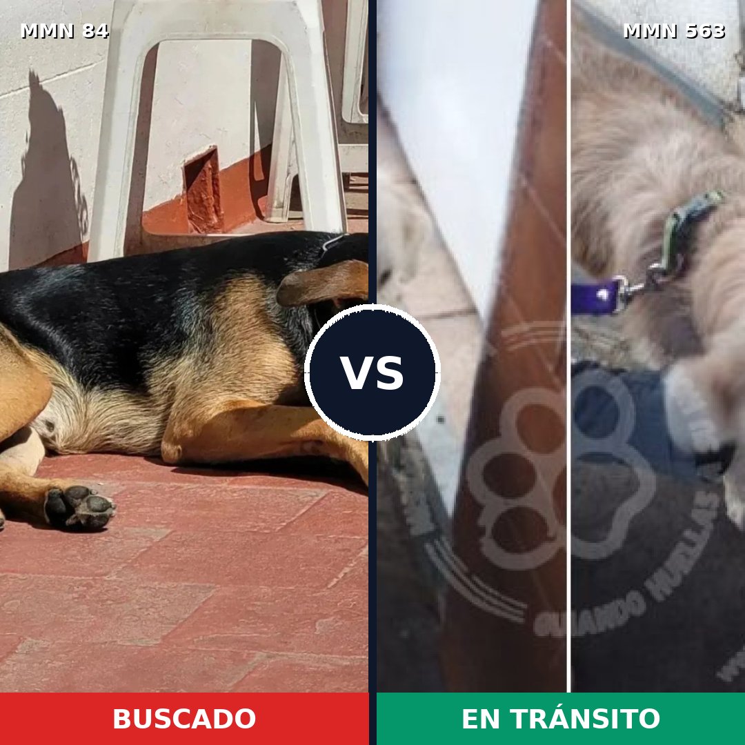 Comparativa MMS 2735: mascota perdida y mascota encontrada, 24% de similitud