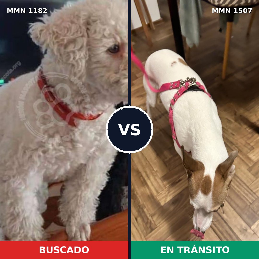 Comparativa MMS 27350: mascota perdida y mascota encontrada, 39% de similitud