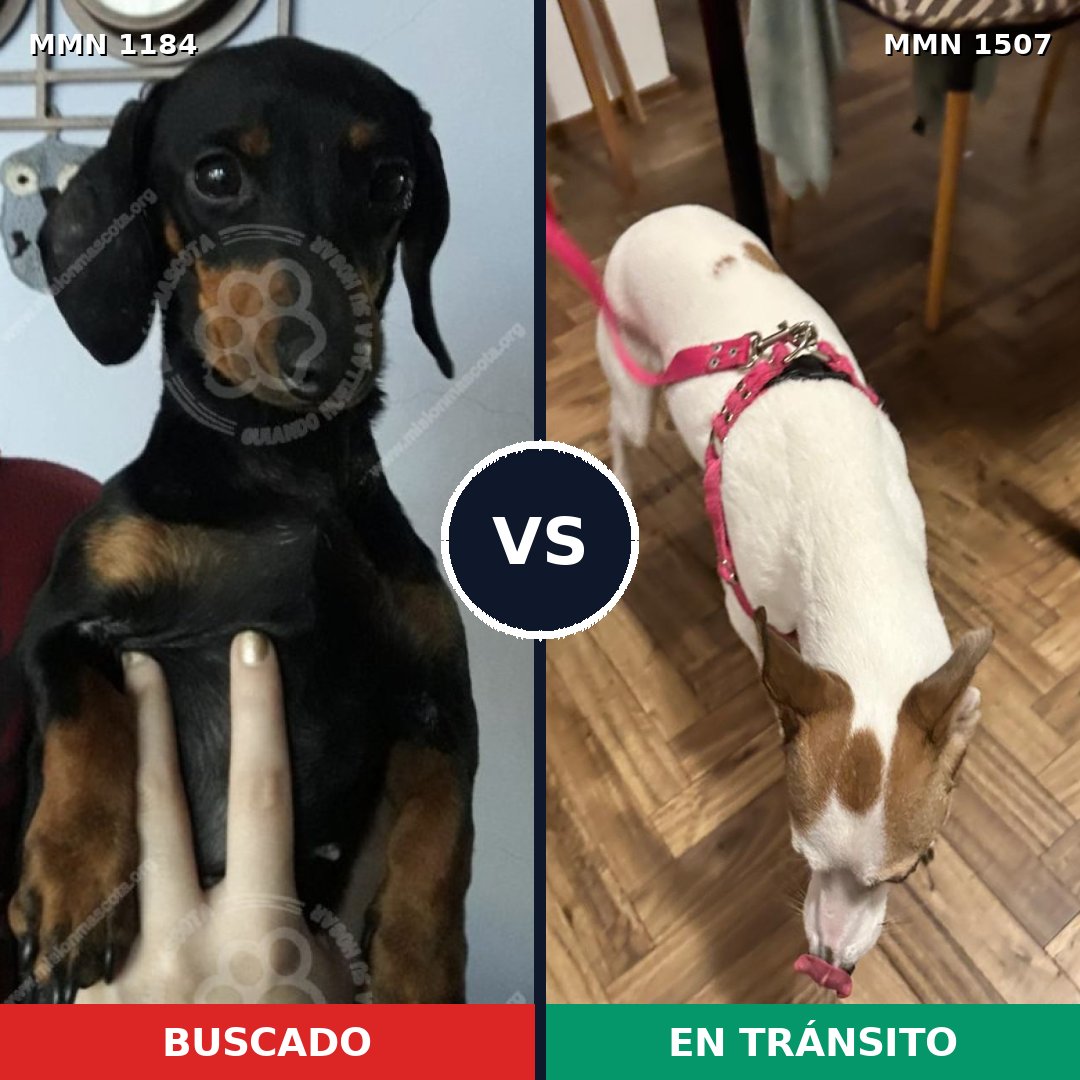 Comparativa MMS 27351: mascota perdida y mascota encontrada, 33% de similitud