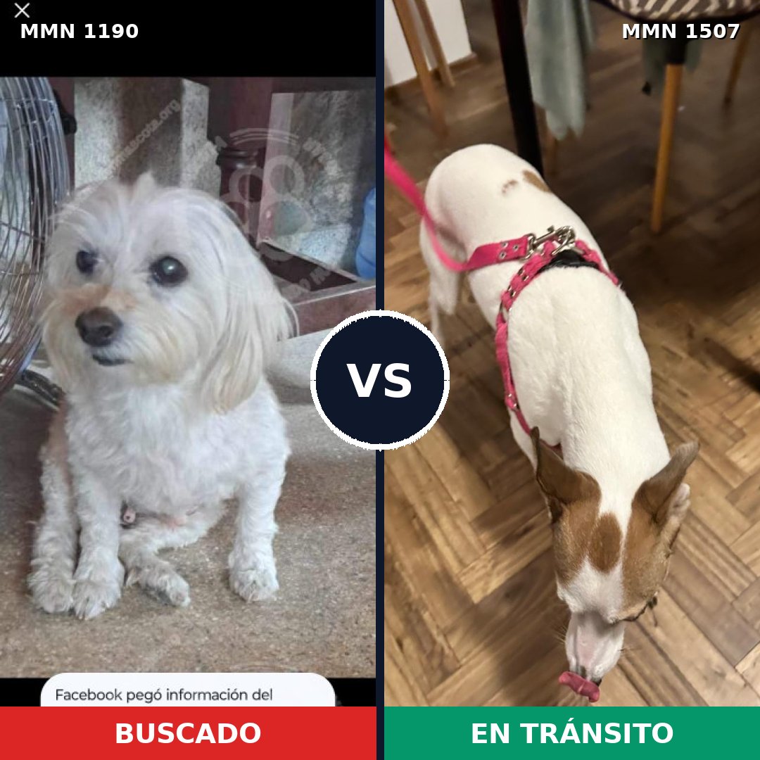 Comparativa MMS 27353: mascota perdida y mascota encontrada, 38% de similitud