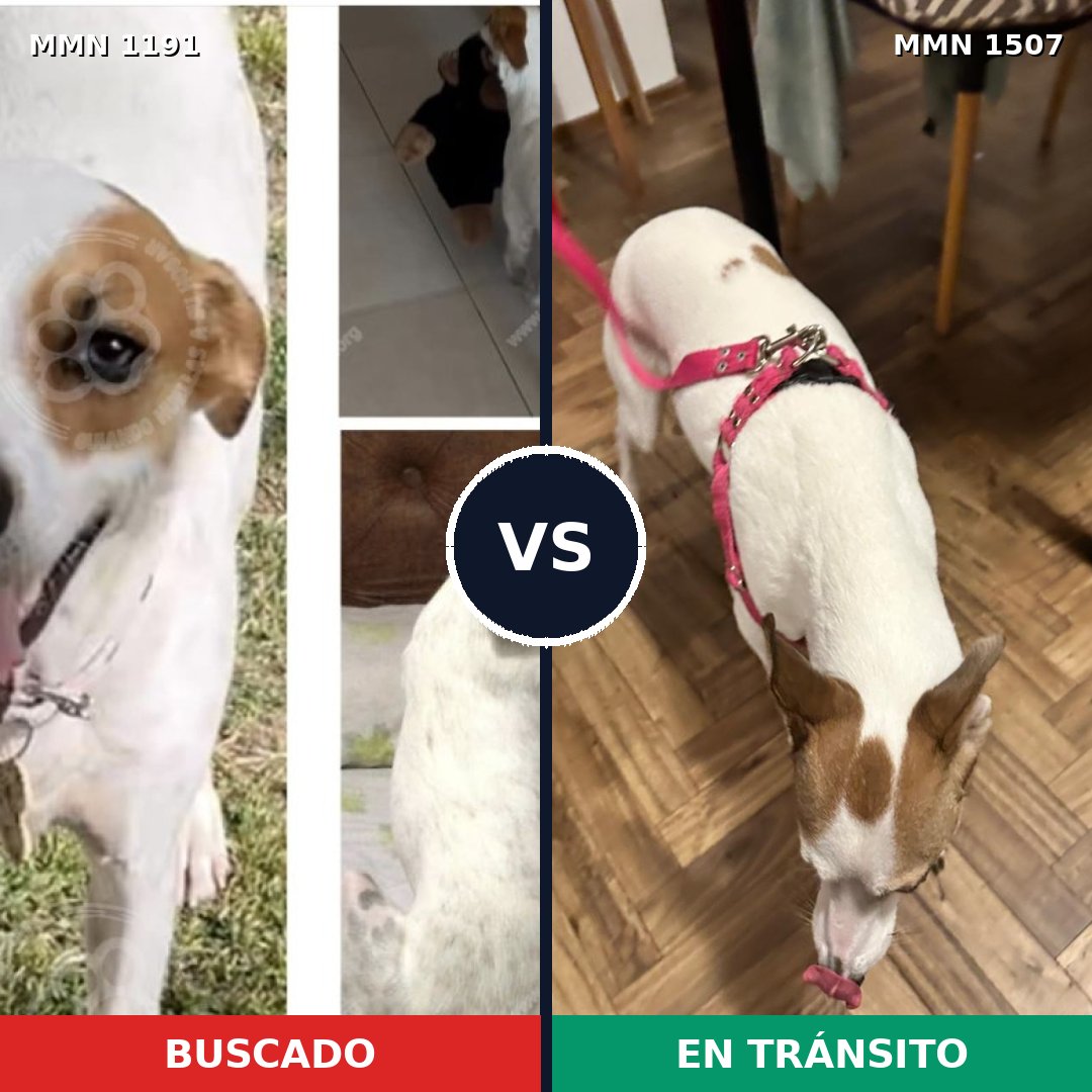 Comparativa MMS 27354: mascota perdida y mascota encontrada, 89% de similitud