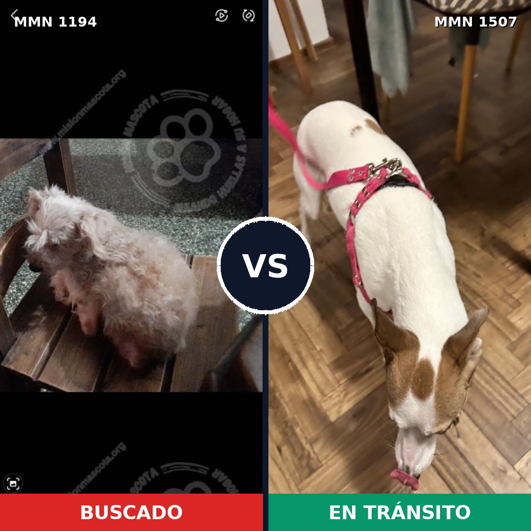 Comparativa MMS 27355: mascota perdida y mascota encontrada, 43% de similitud