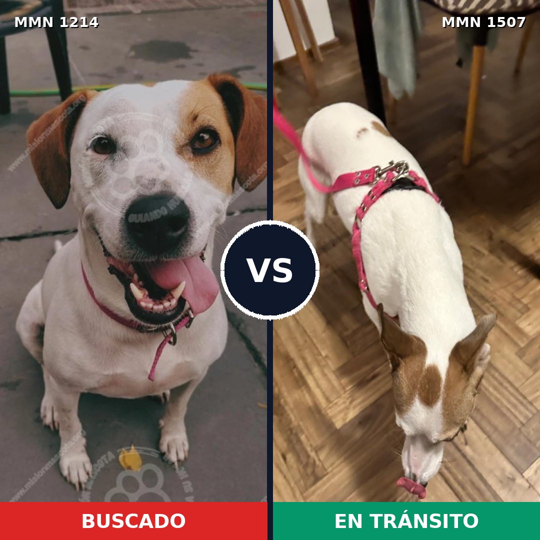 Comparativa MMS 27357: mascota perdida y mascota encontrada, 86% de similitud