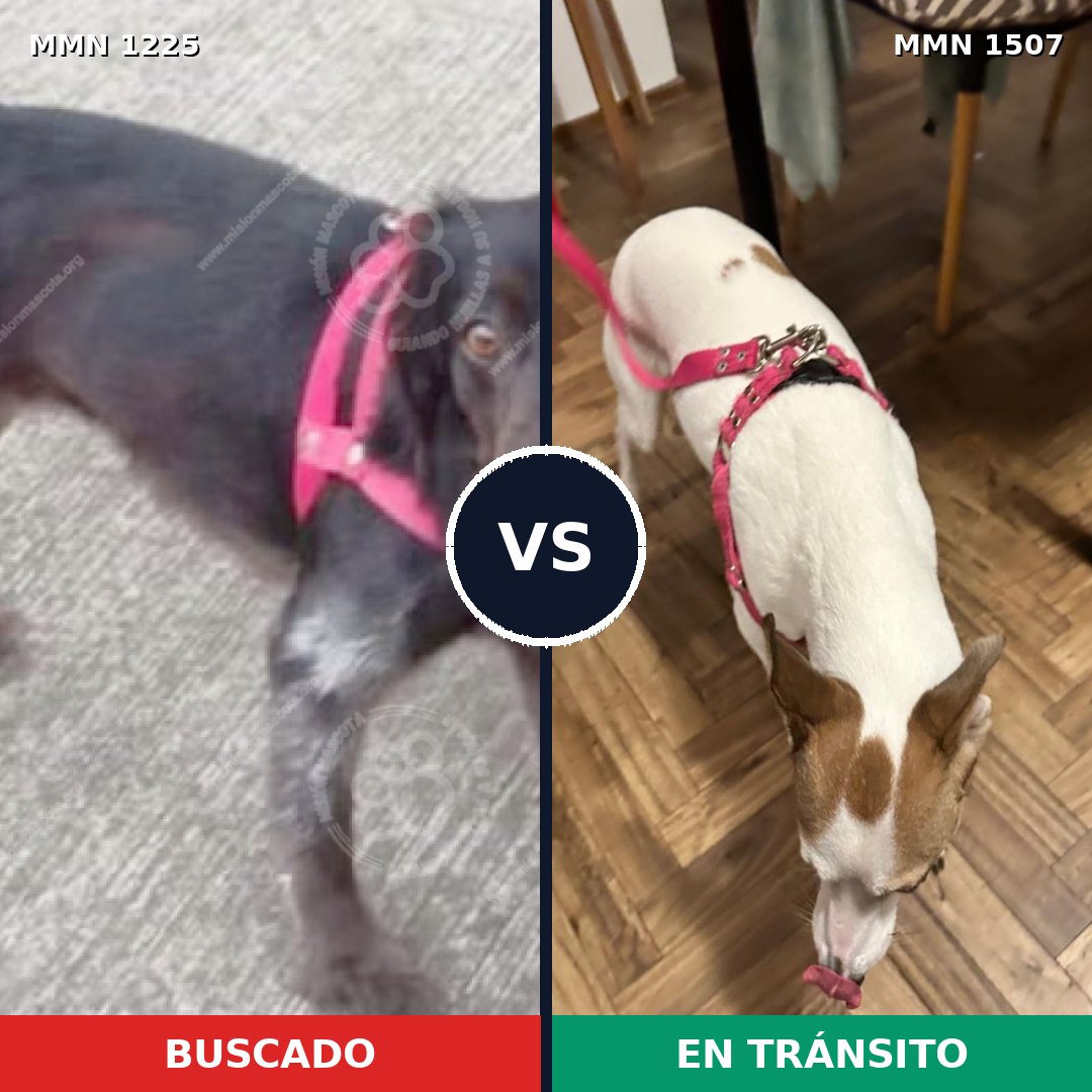 Comparativa MMS 27359: mascota perdida y mascota encontrada, 57% de similitud