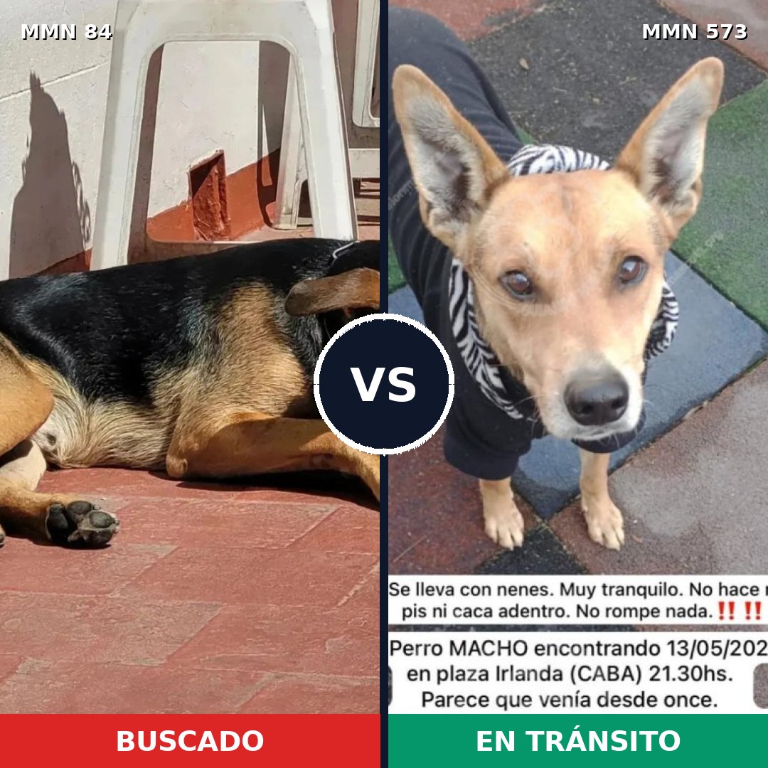 Comparativa MMS 2736: mascota perdida y mascota encontrada, 66% de similitud