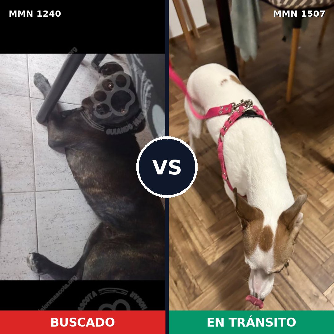 Comparativa MMS 27360: mascota perdida y mascota encontrada, 71% de similitud