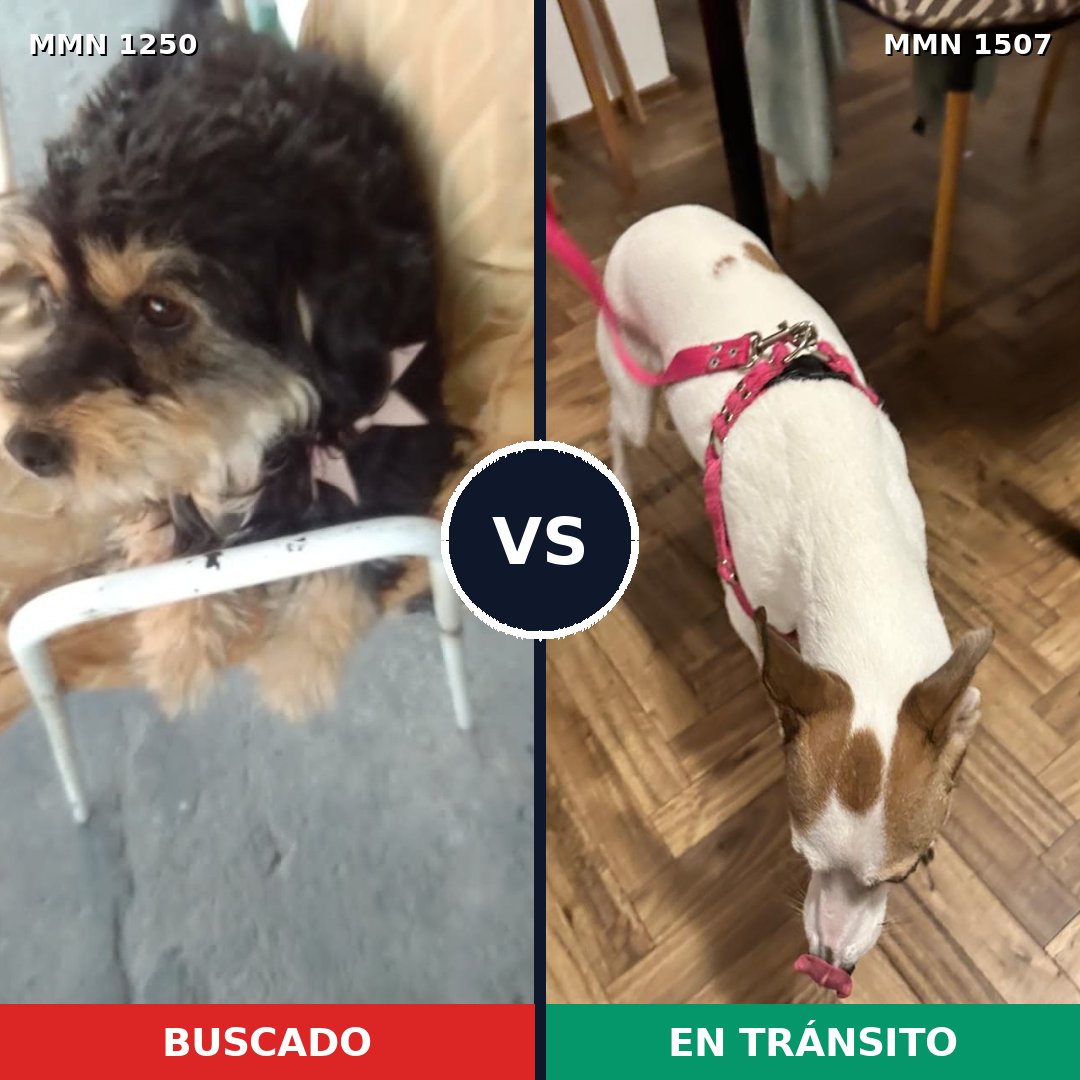 Comparativa MMS 27362: mascota perdida y mascota encontrada, 52% de similitud