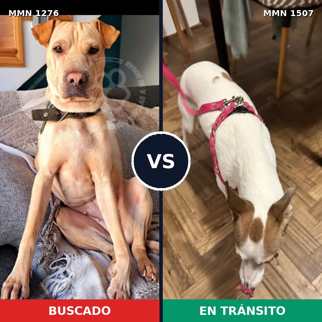 Comparativa MMS 27363: mascota perdida y mascota encontrada, 76% de similitud