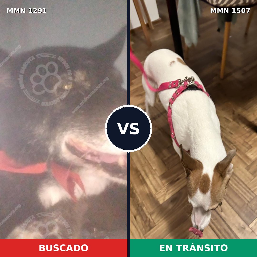 Comparativa MMS 27364: mascota perdida y mascota encontrada, 60% de similitud