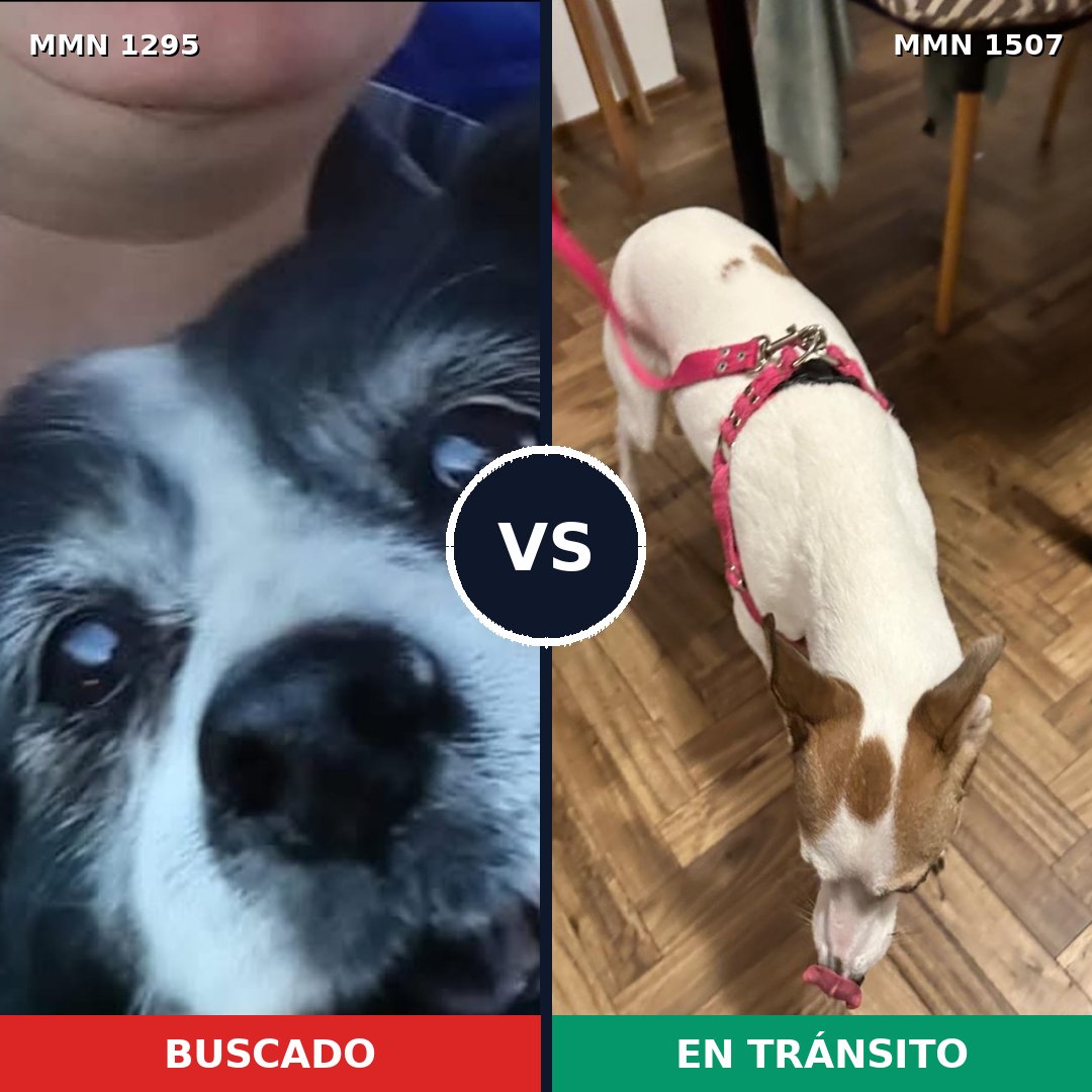 Comparativa MMS 27365: mascota perdida y mascota encontrada, 73% de similitud