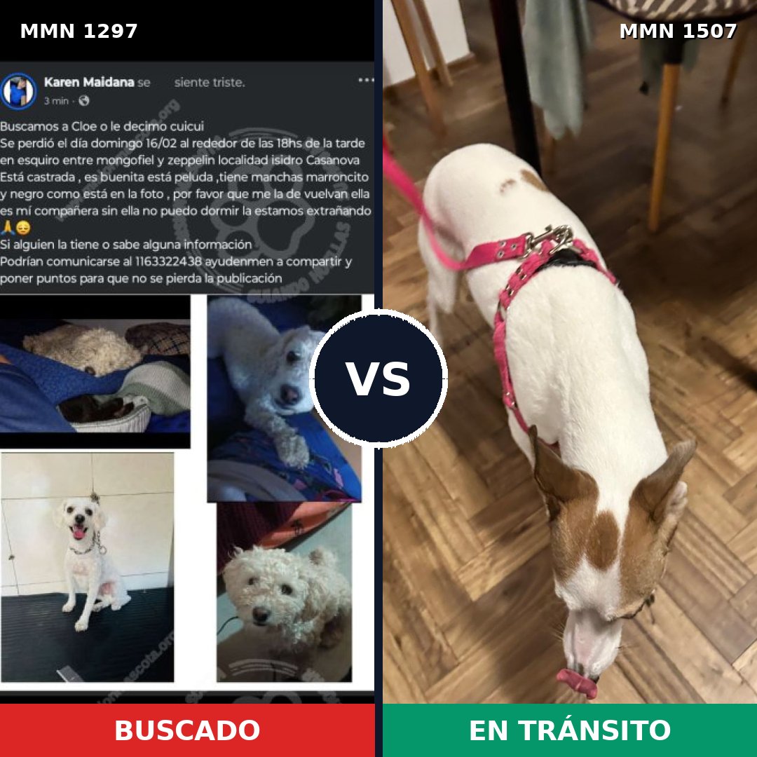 Comparativa MMS 27366: mascota perdida y mascota encontrada, 49% de similitud