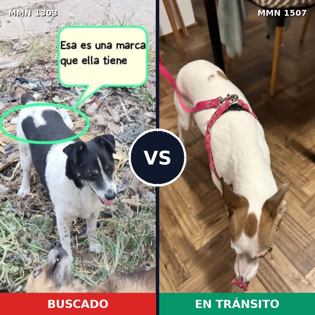 Comparativa MMS 27368: mascota perdida y mascota encontrada, 63% de similitud