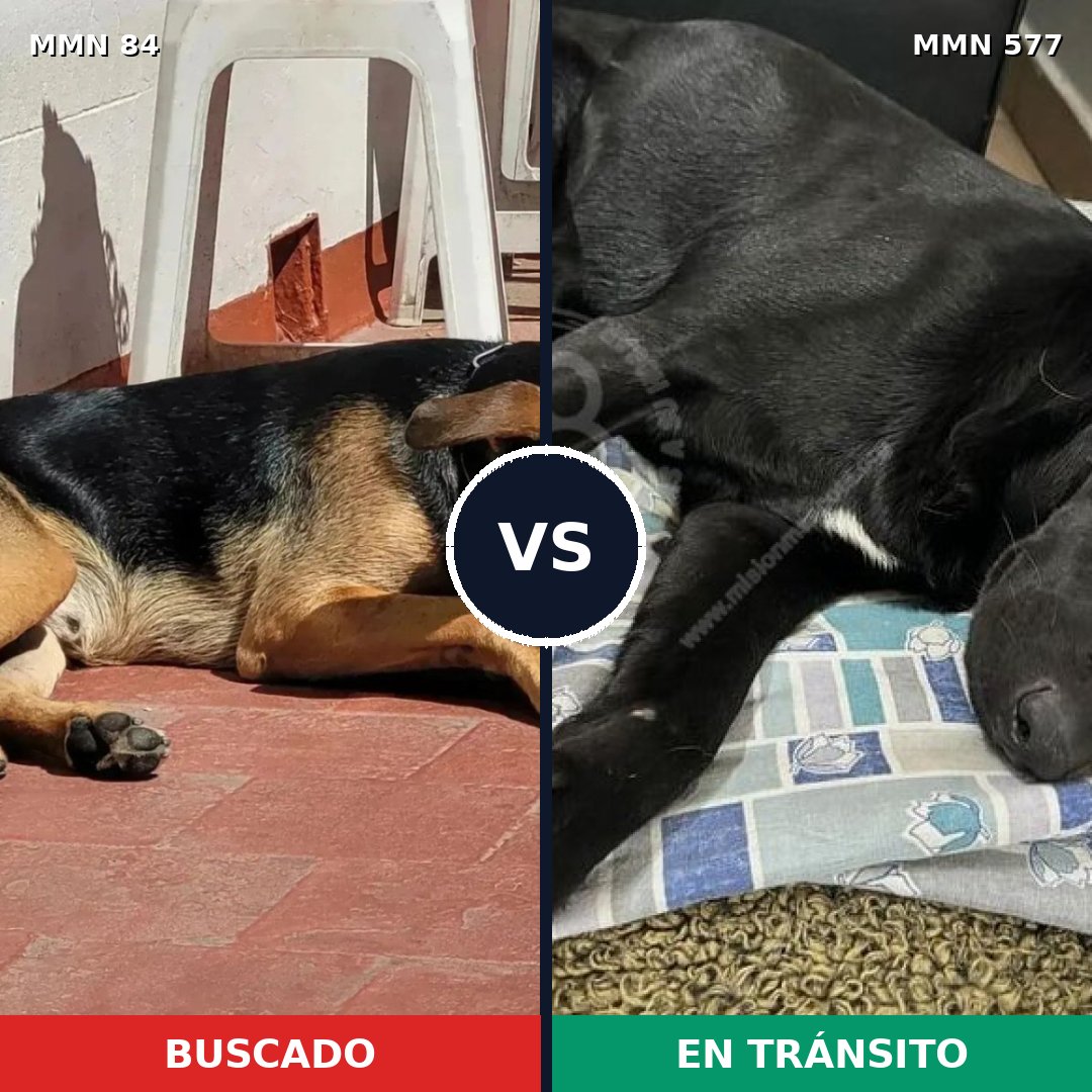 Comparativa MMS 2737: mascota perdida y mascota encontrada, 71% de similitud