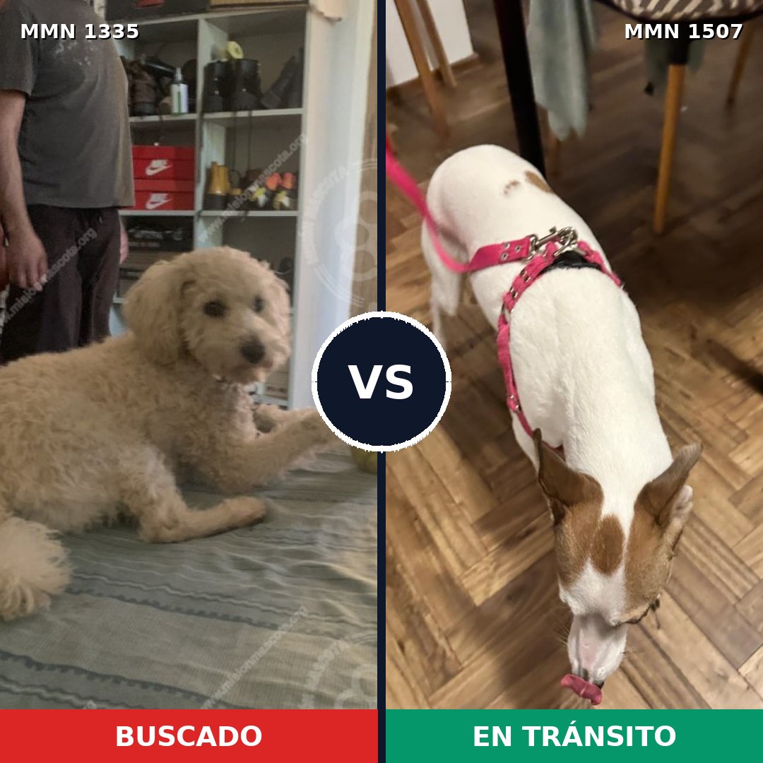 Comparativa MMS 27370: mascota perdida y mascota encontrada, 48% de similitud