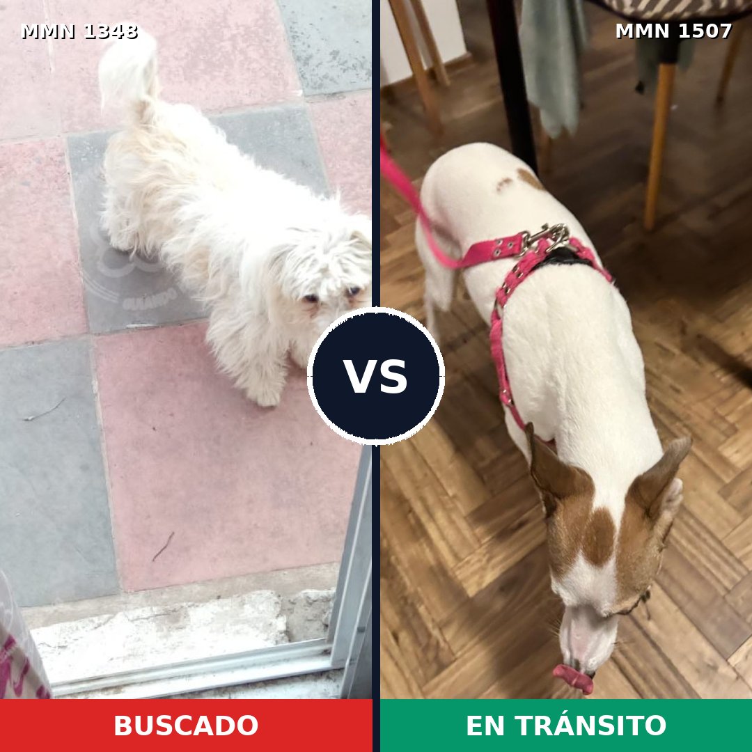 Comparativa MMS 27371: mascota perdida y mascota encontrada, 63% de similitud