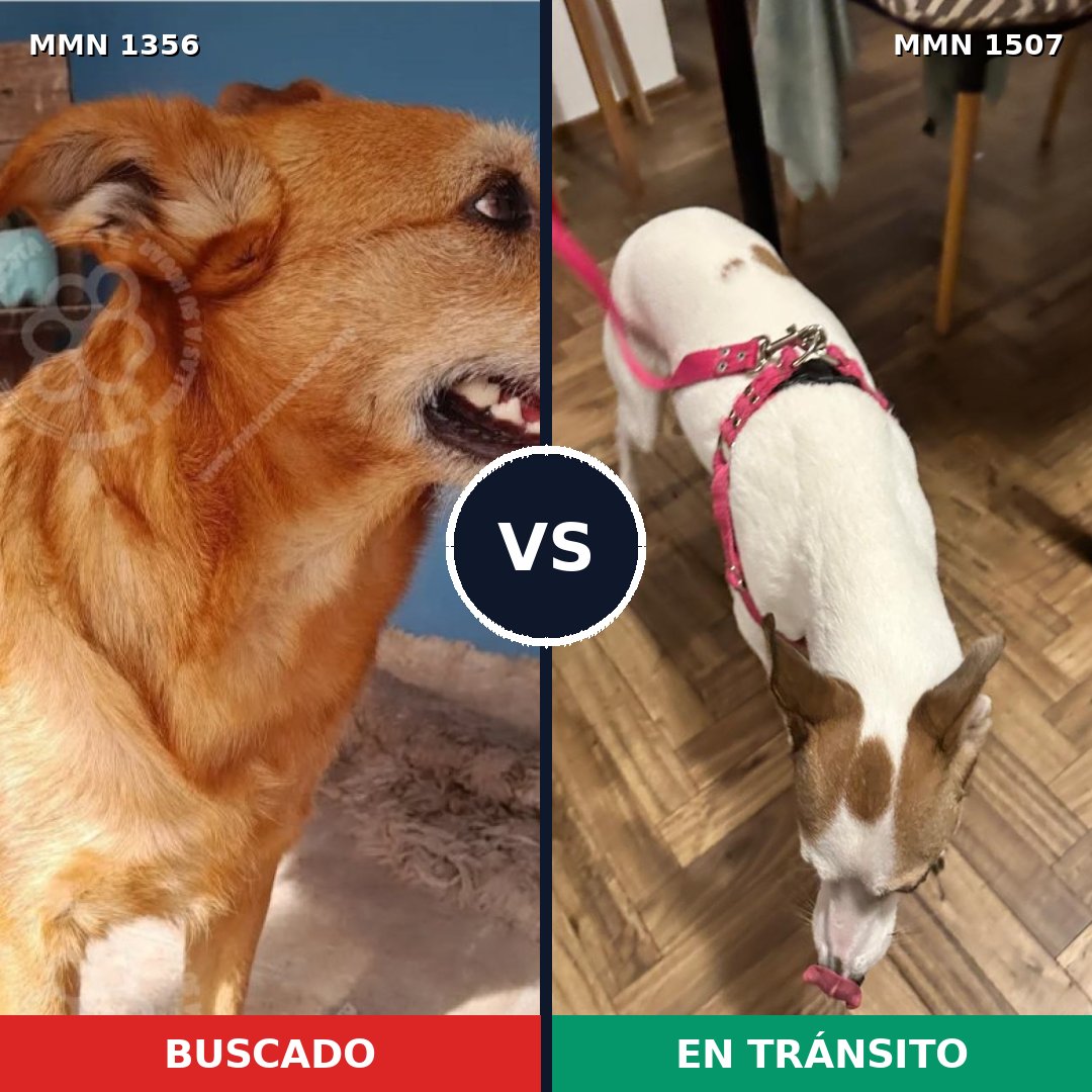 Comparativa MMS 27372: mascota perdida y mascota encontrada, 74% de similitud