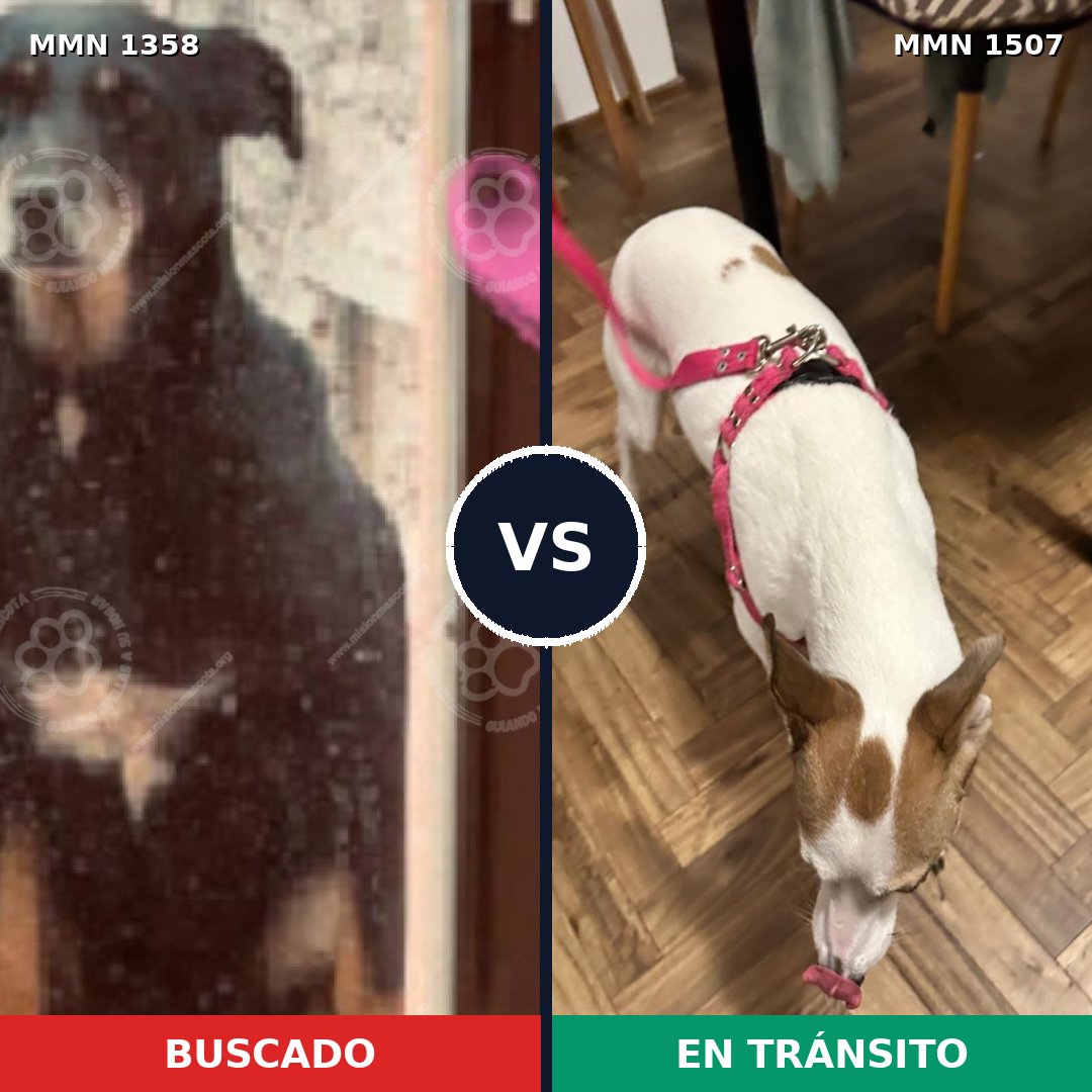 Comparativa MMS 27373: mascota perdida y mascota encontrada, 70% de similitud