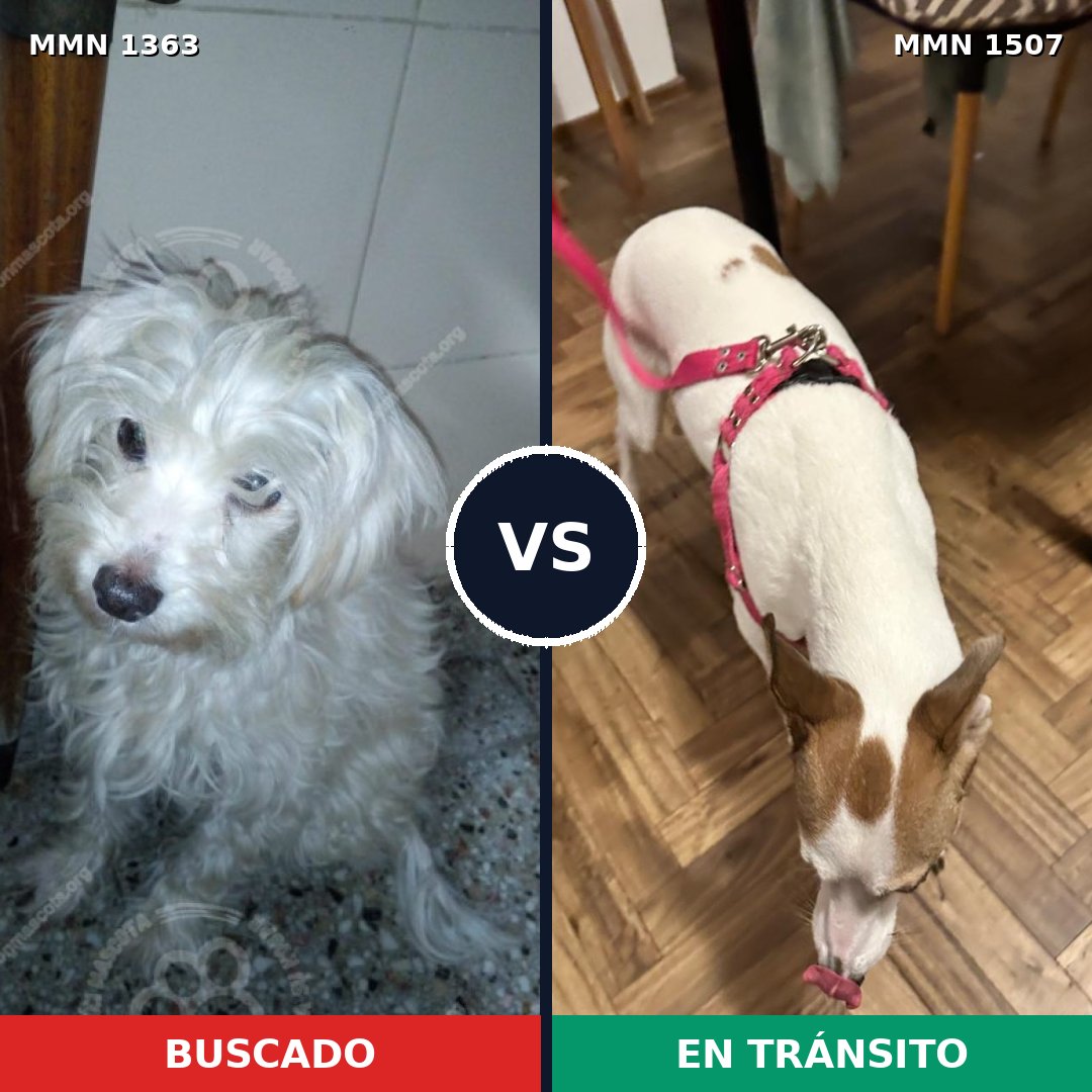 Comparativa MMS 27376: mascota perdida y mascota encontrada, 50% de similitud