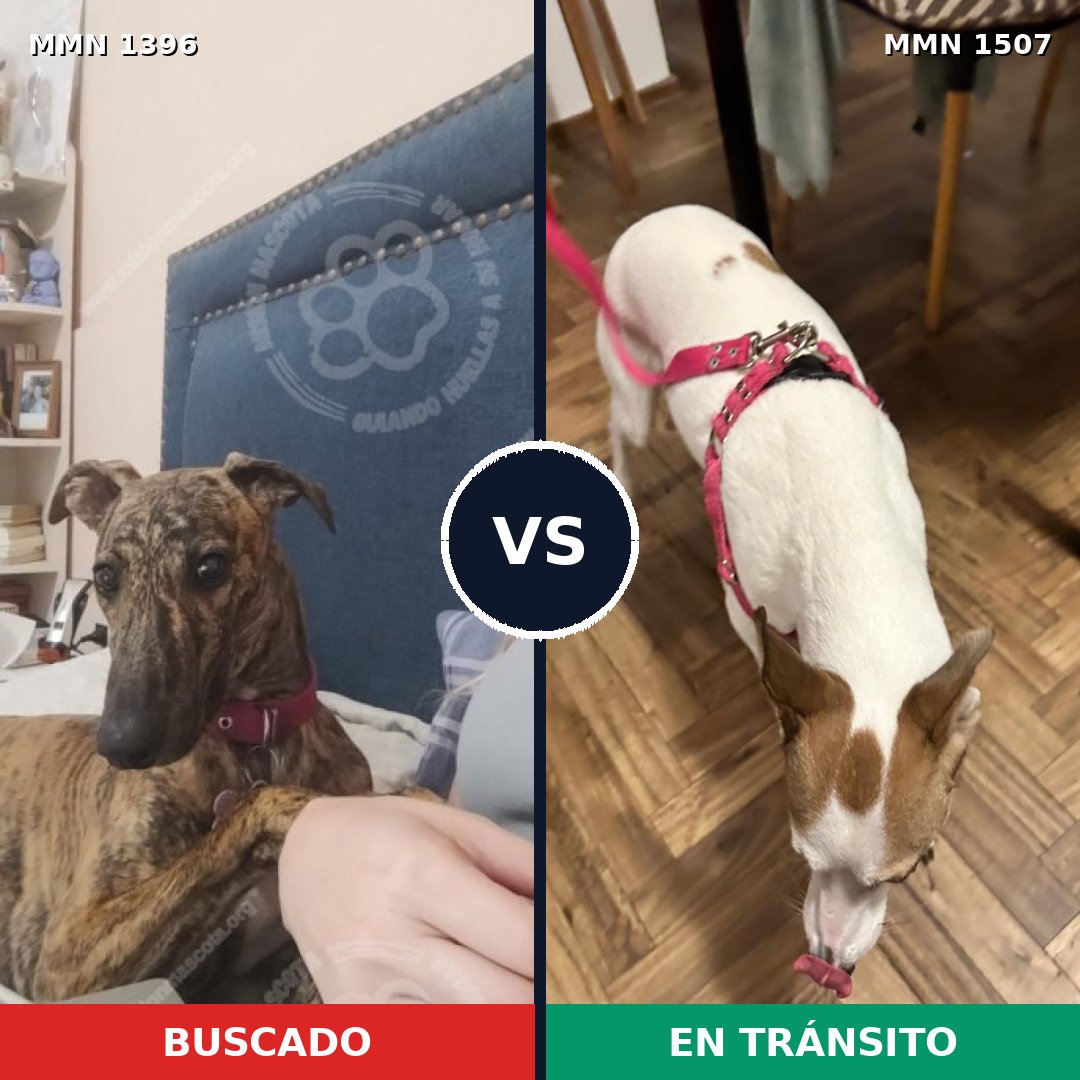 Comparativa MMS 27377: mascota perdida y mascota encontrada, 36% de similitud