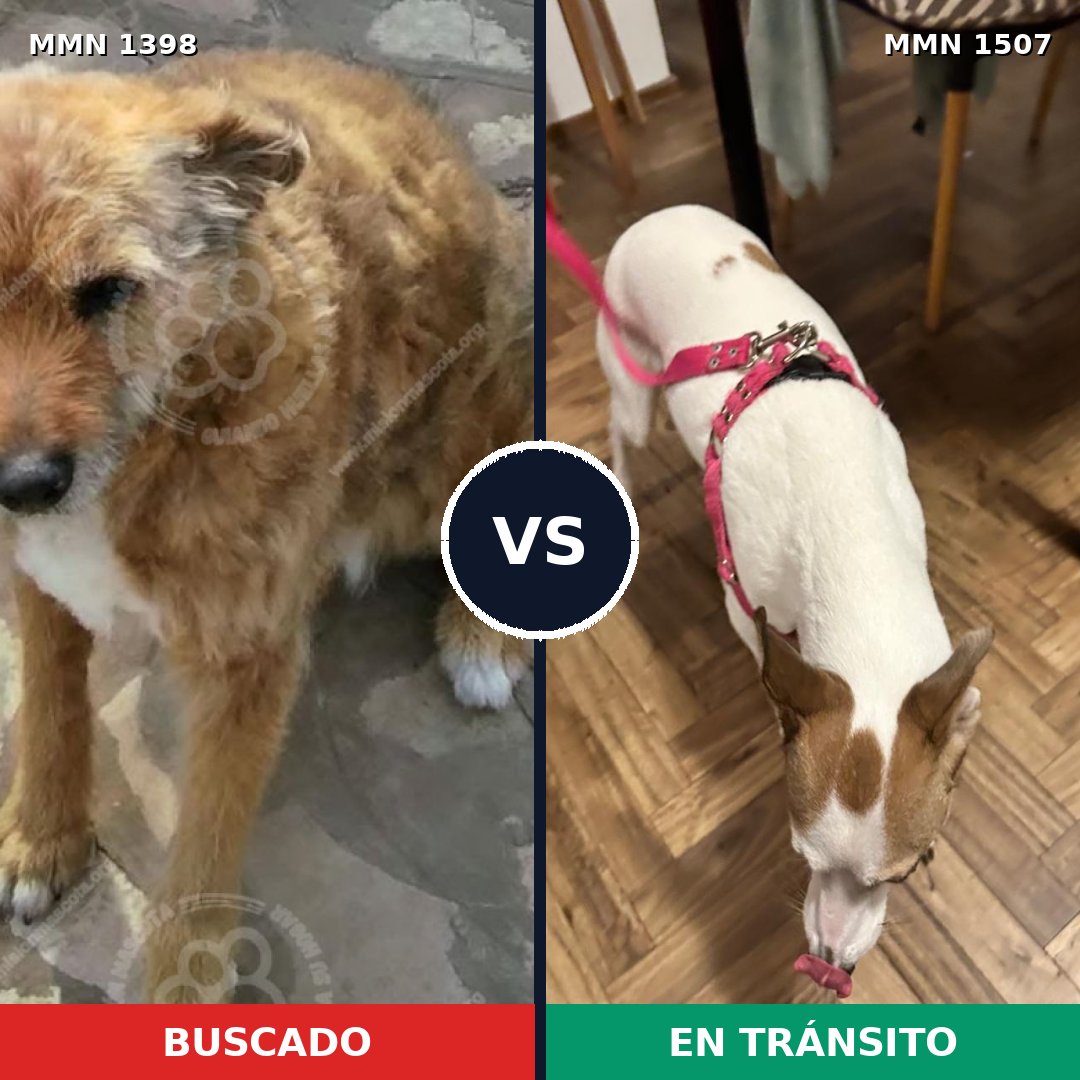 Comparativa MMS 27378: mascota perdida y mascota encontrada, 77% de similitud