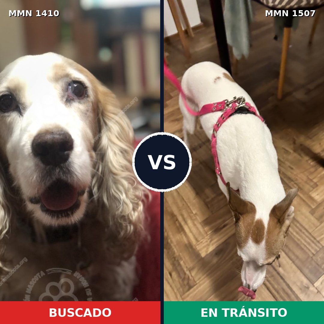 Comparativa MMS 27379: mascota perdida y mascota encontrada, 57% de similitud