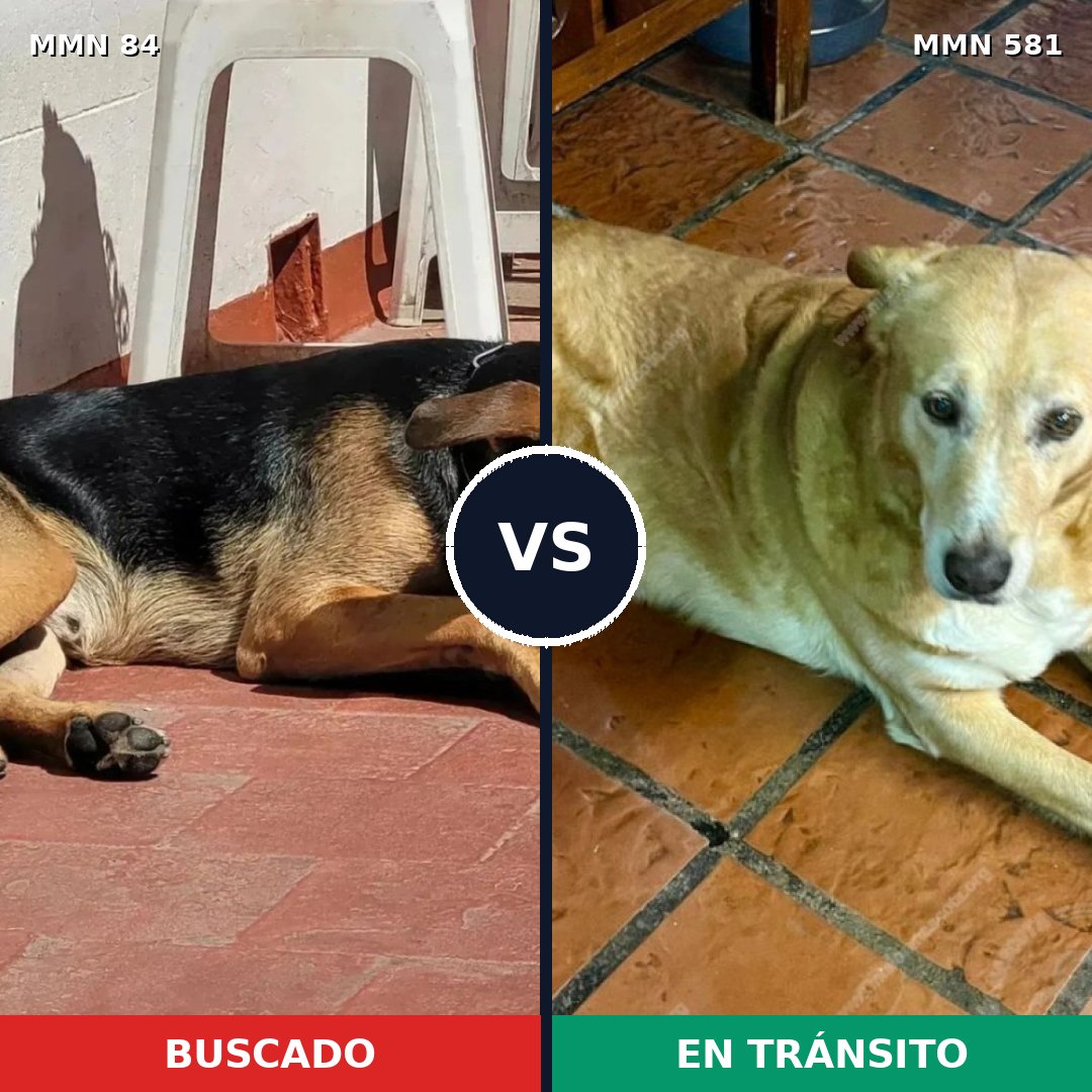 Comparativa MMS 2738: mascota perdida y mascota encontrada, 77% de similitud