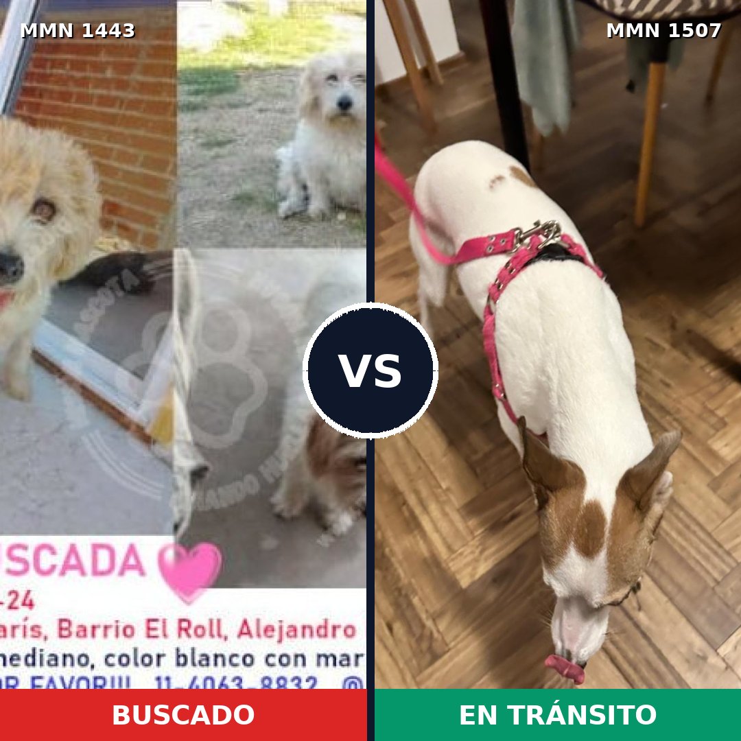 Comparativa MMS 27380: mascota perdida y mascota encontrada, 77% de similitud