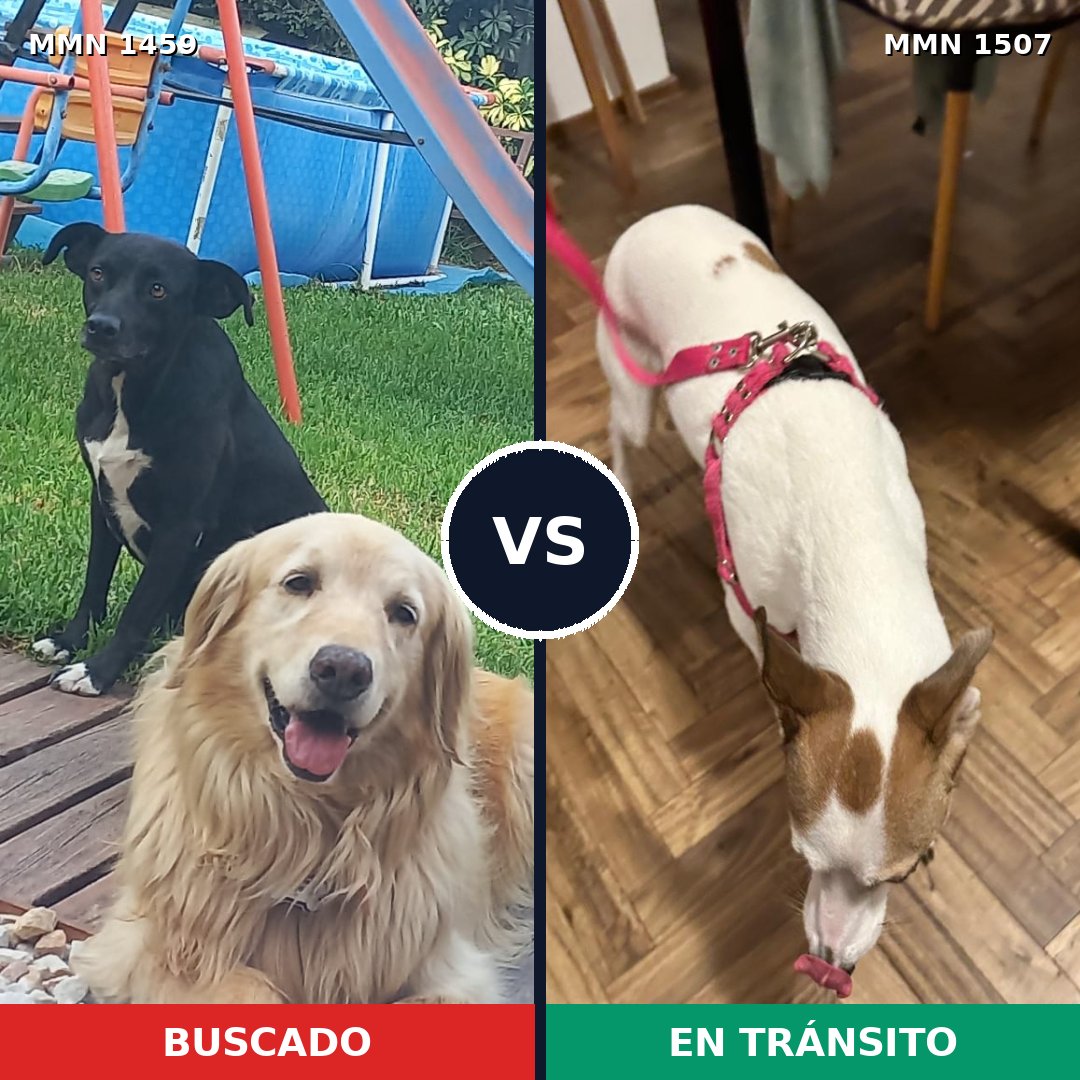 Comparativa MMS 27381: mascota perdida y mascota encontrada, 41% de similitud