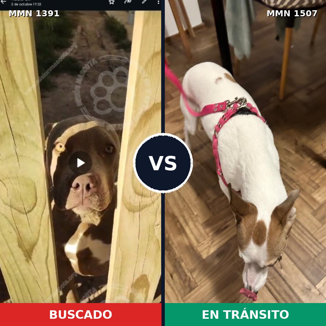 Comparativa MMS 27382: mascota perdida y mascota encontrada, 39% de similitud