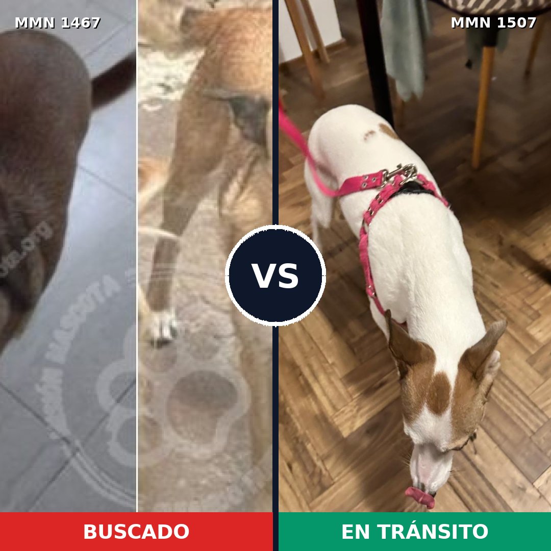 Comparativa MMS 27383: mascota perdida y mascota encontrada, 64% de similitud