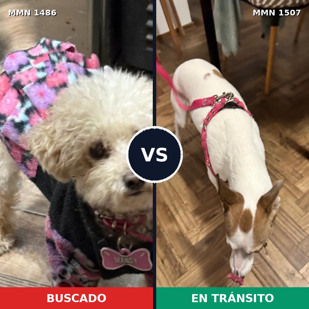 Comparativa MMS 27384: mascota perdida y mascota encontrada, 33% de similitud