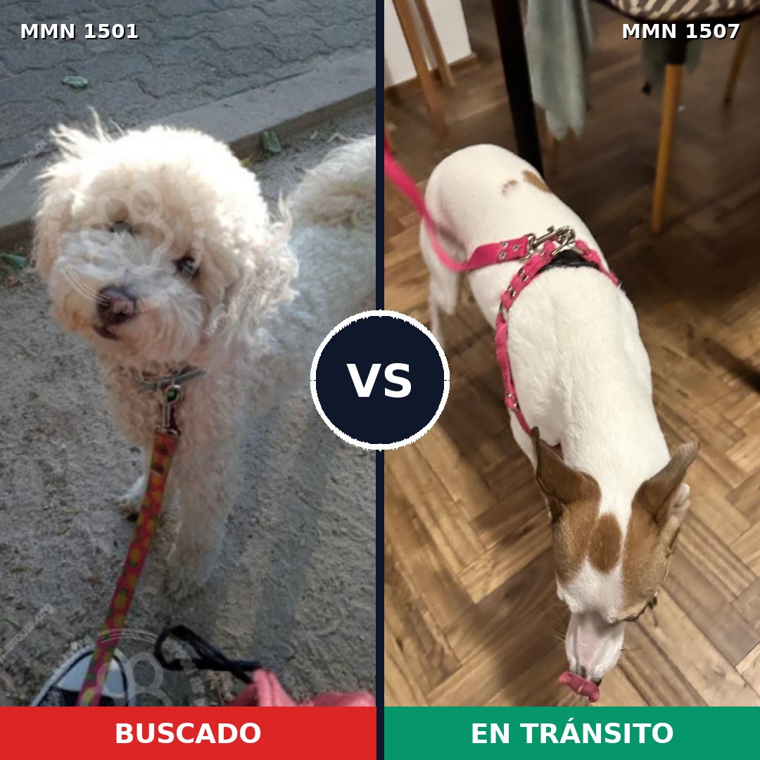 Comparativa MMS 27385: mascota perdida y mascota encontrada, 52% de similitud