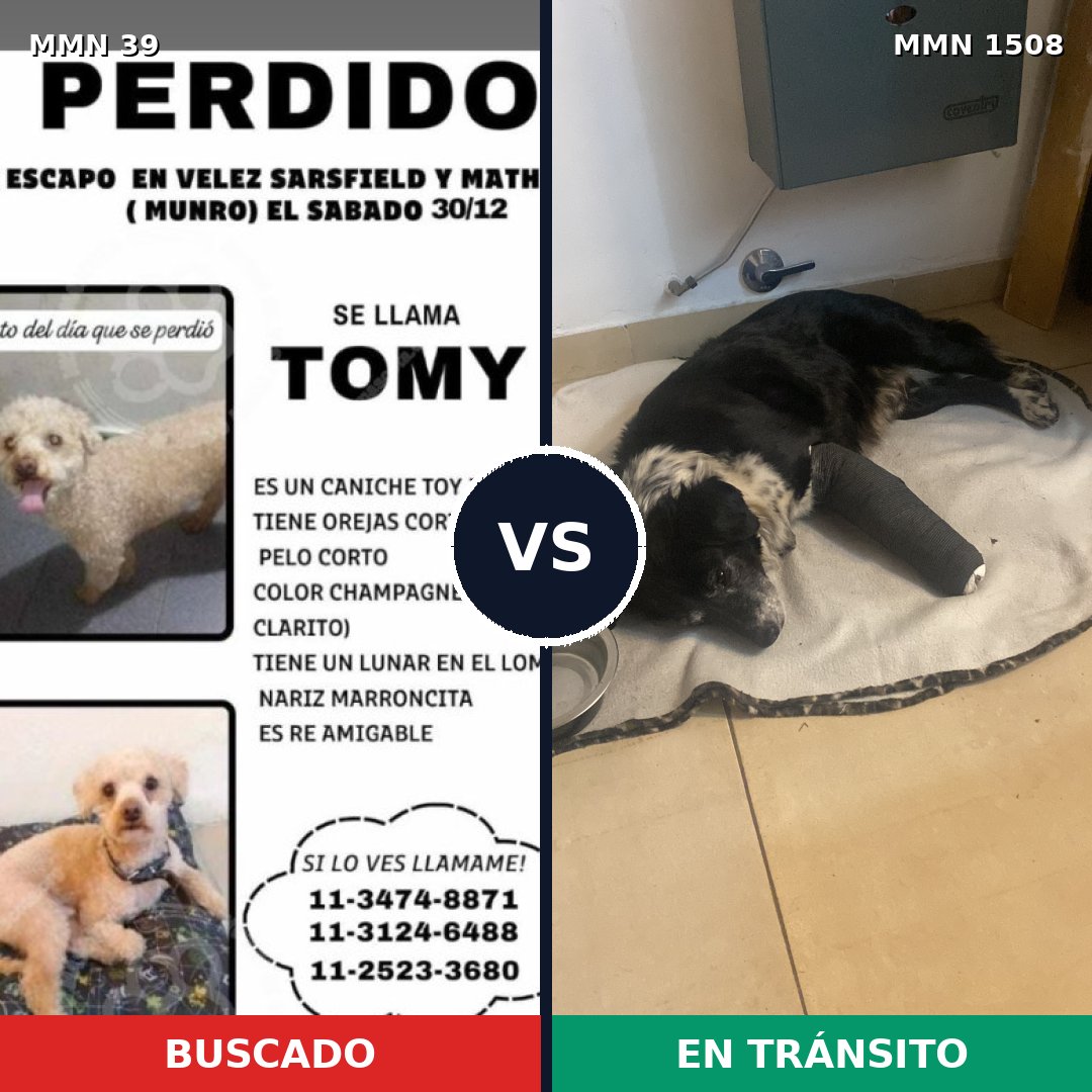 Comparativa MMS 27386: mascota perdida y mascota encontrada, 28% de similitud