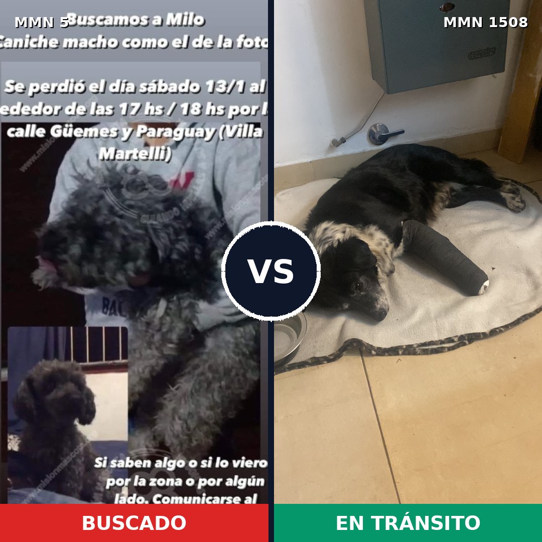 Comparativa MMS 27389: mascota perdida y mascota encontrada, 49% de similitud