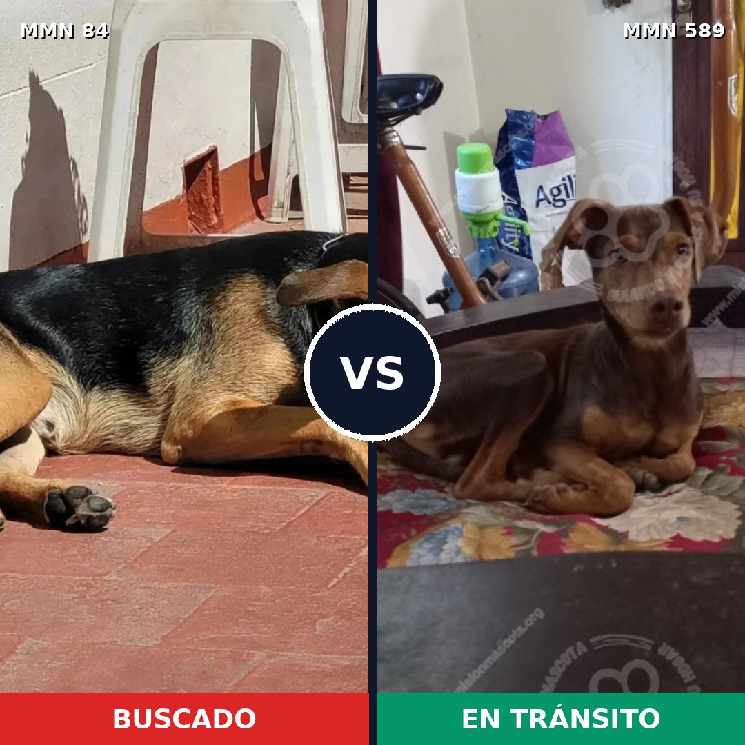 Comparativa MMS 2739: mascota perdida y mascota encontrada, 47% de similitud