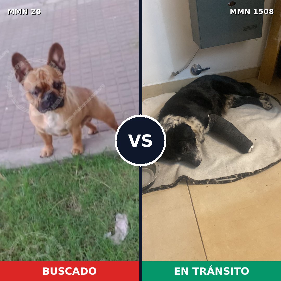 Comparativa MMS 27394: mascota perdida y mascota encontrada, 36% de similitud