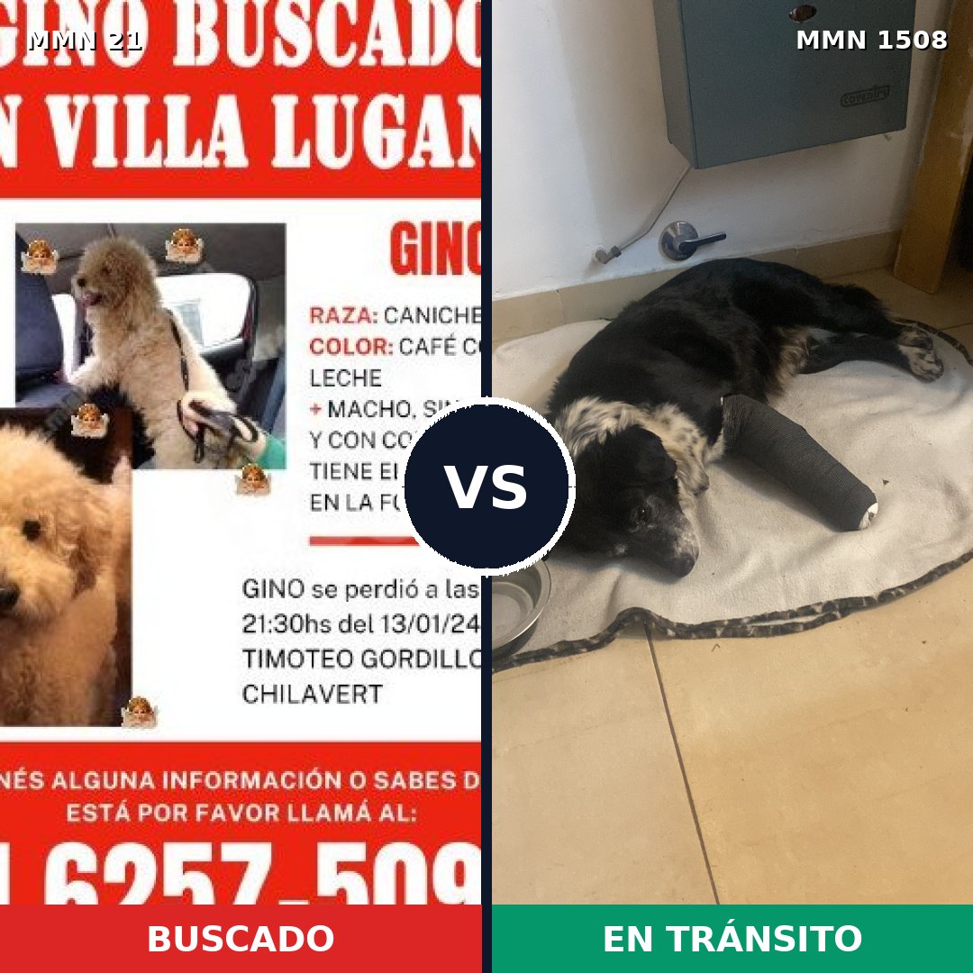 Comparativa MMS 27395: mascota perdida y mascota encontrada, 38% de similitud