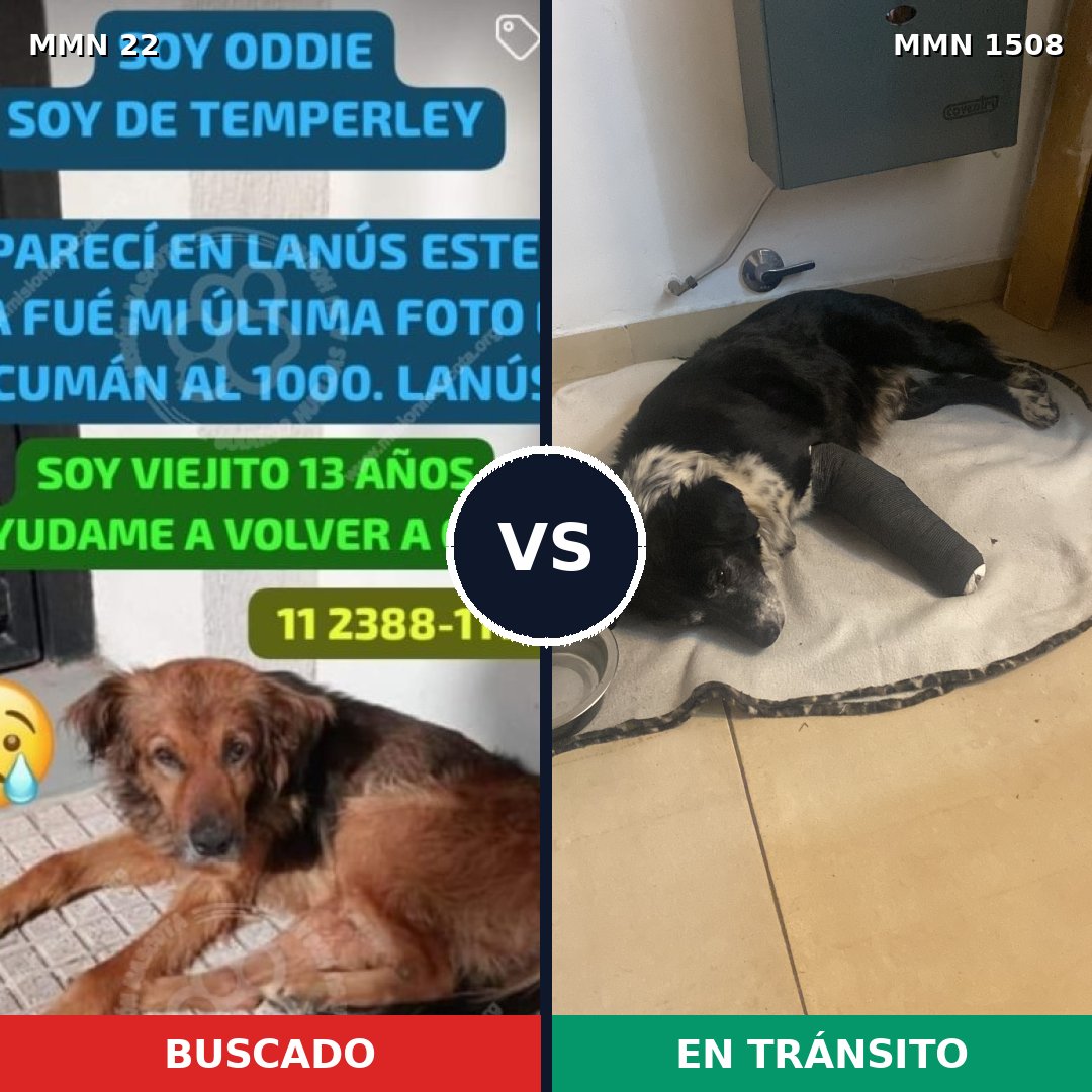 Comparativa MMS 27396: mascota perdida y mascota encontrada, 64% de similitud