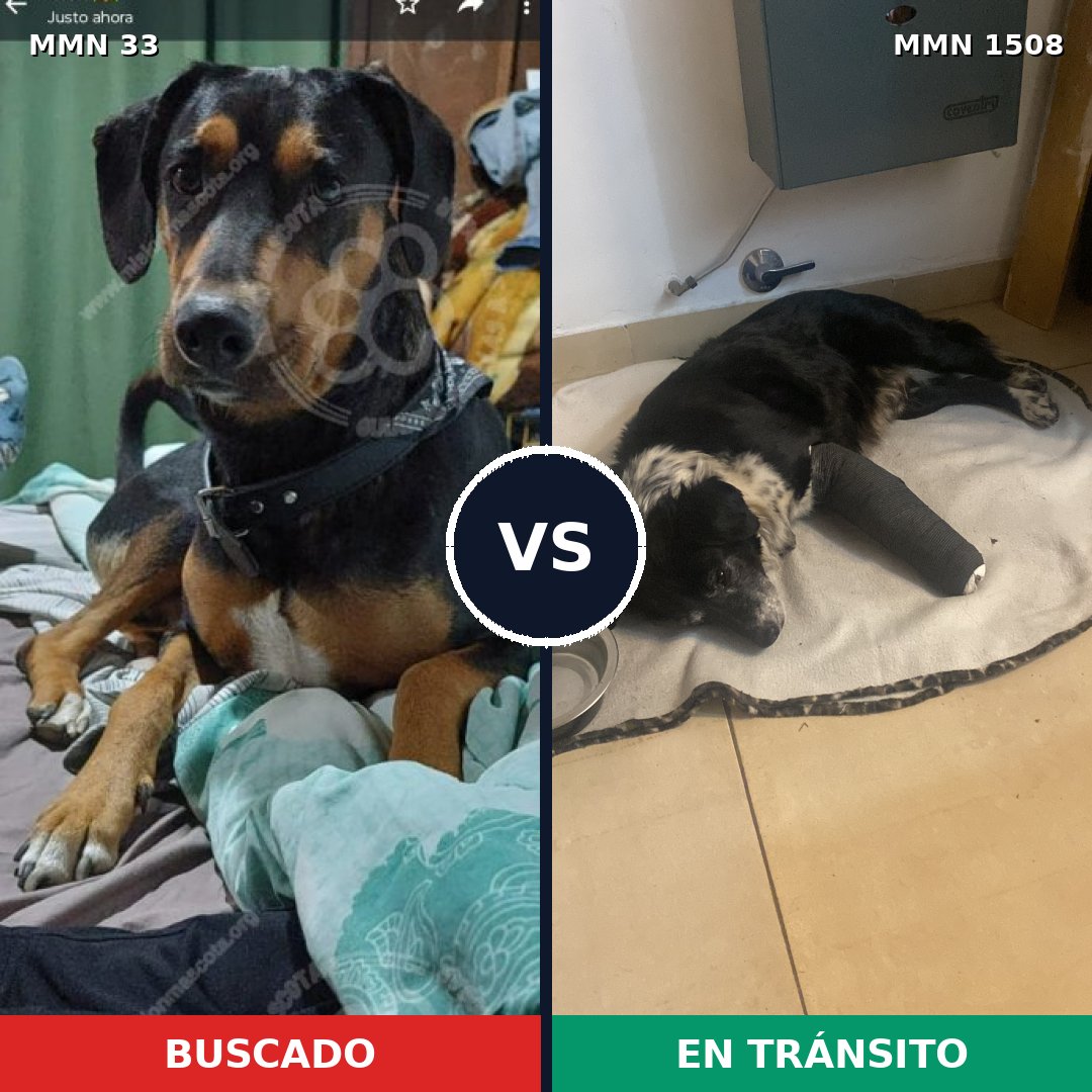 Comparativa MMS 27398: mascota perdida y mascota encontrada, 62% de similitud