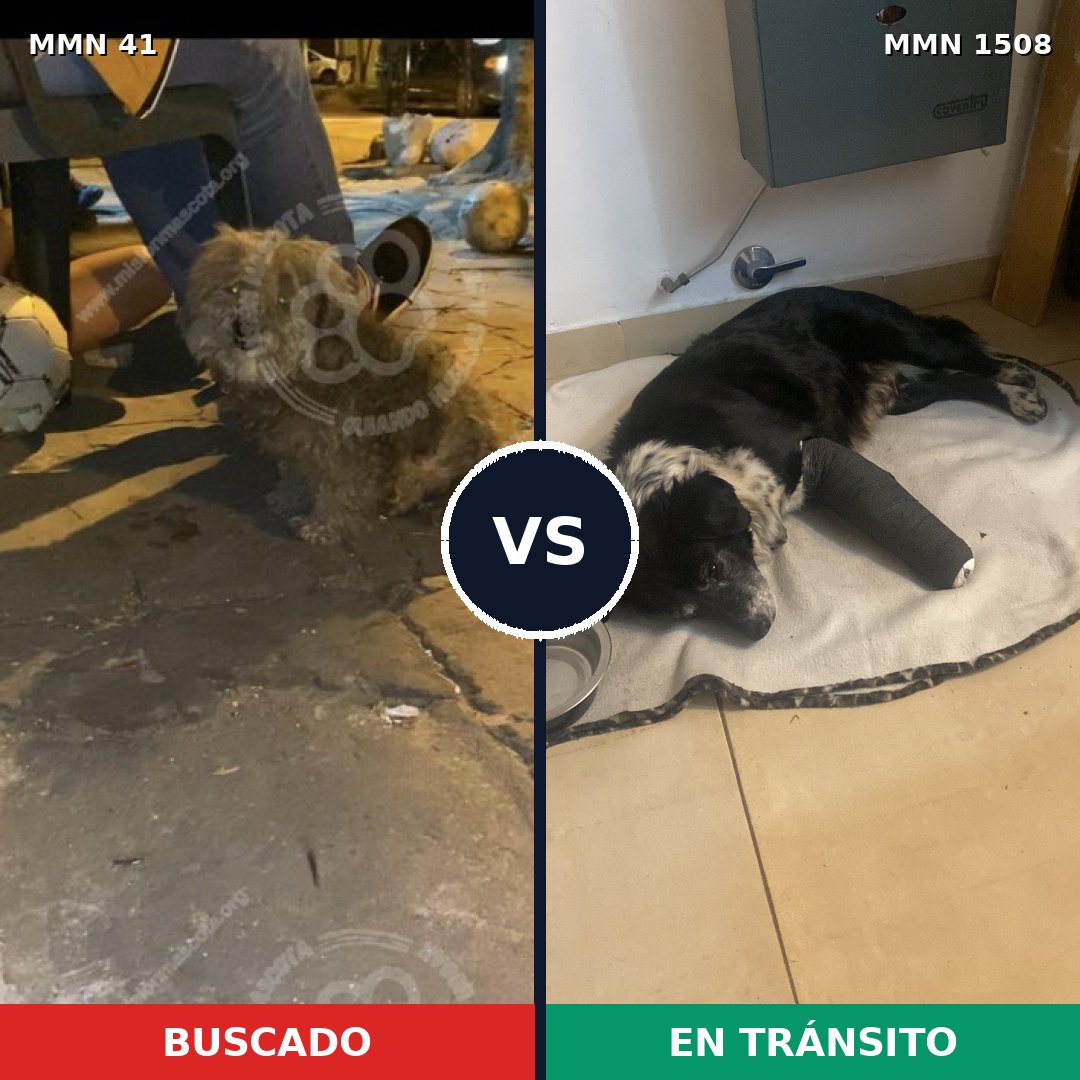 Comparativa MMS 27399: mascota perdida y mascota encontrada, 56% de similitud