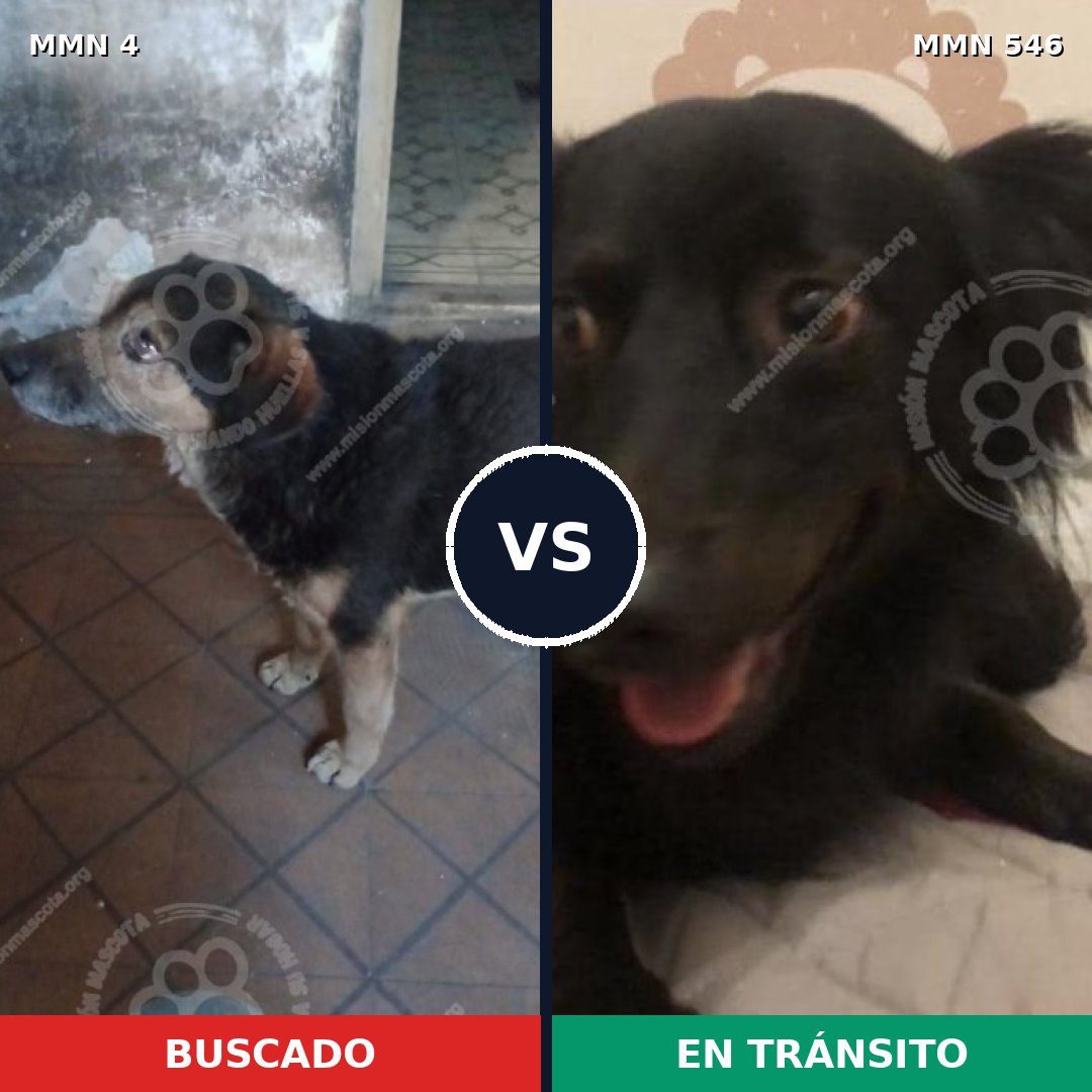 Comparativa MMS 274: mascota perdida y mascota encontrada, 72% de similitud