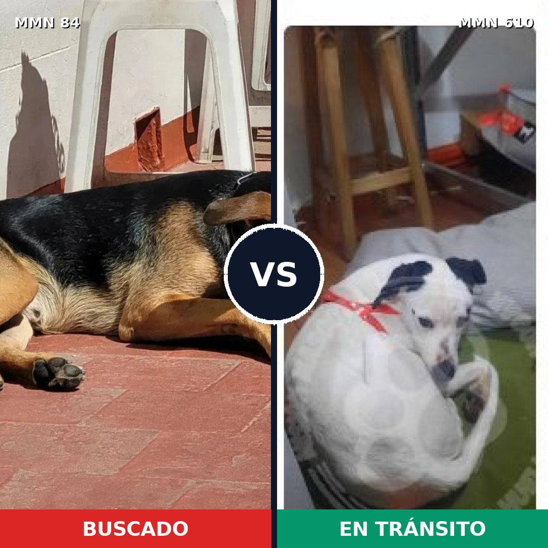 Comparativa MMS 2740: mascota perdida y mascota encontrada, 65% de similitud