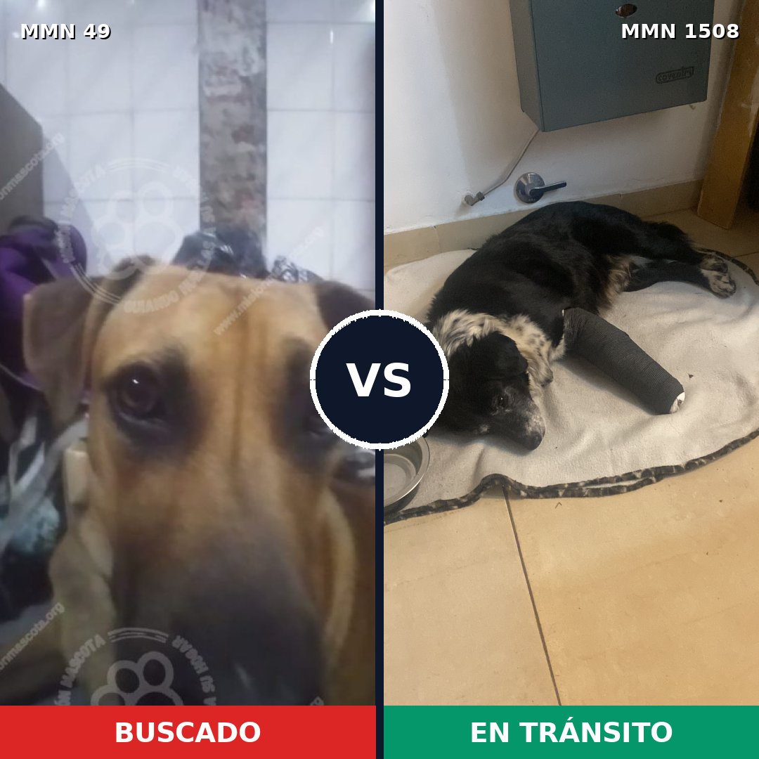 Comparativa MMS 27400: mascota perdida y mascota encontrada, 50% de similitud