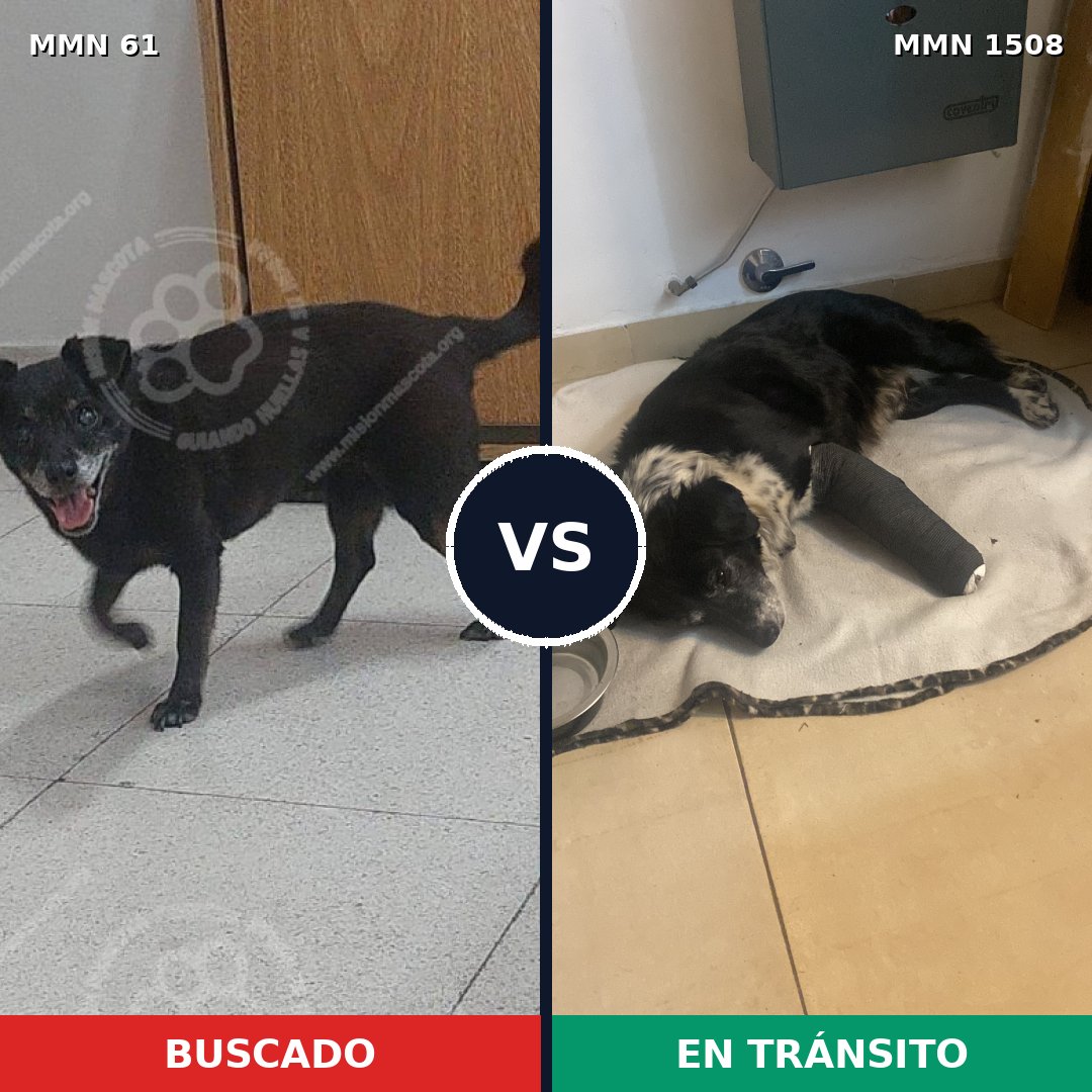 Comparativa MMS 27402: mascota perdida y mascota encontrada, 76% de similitud